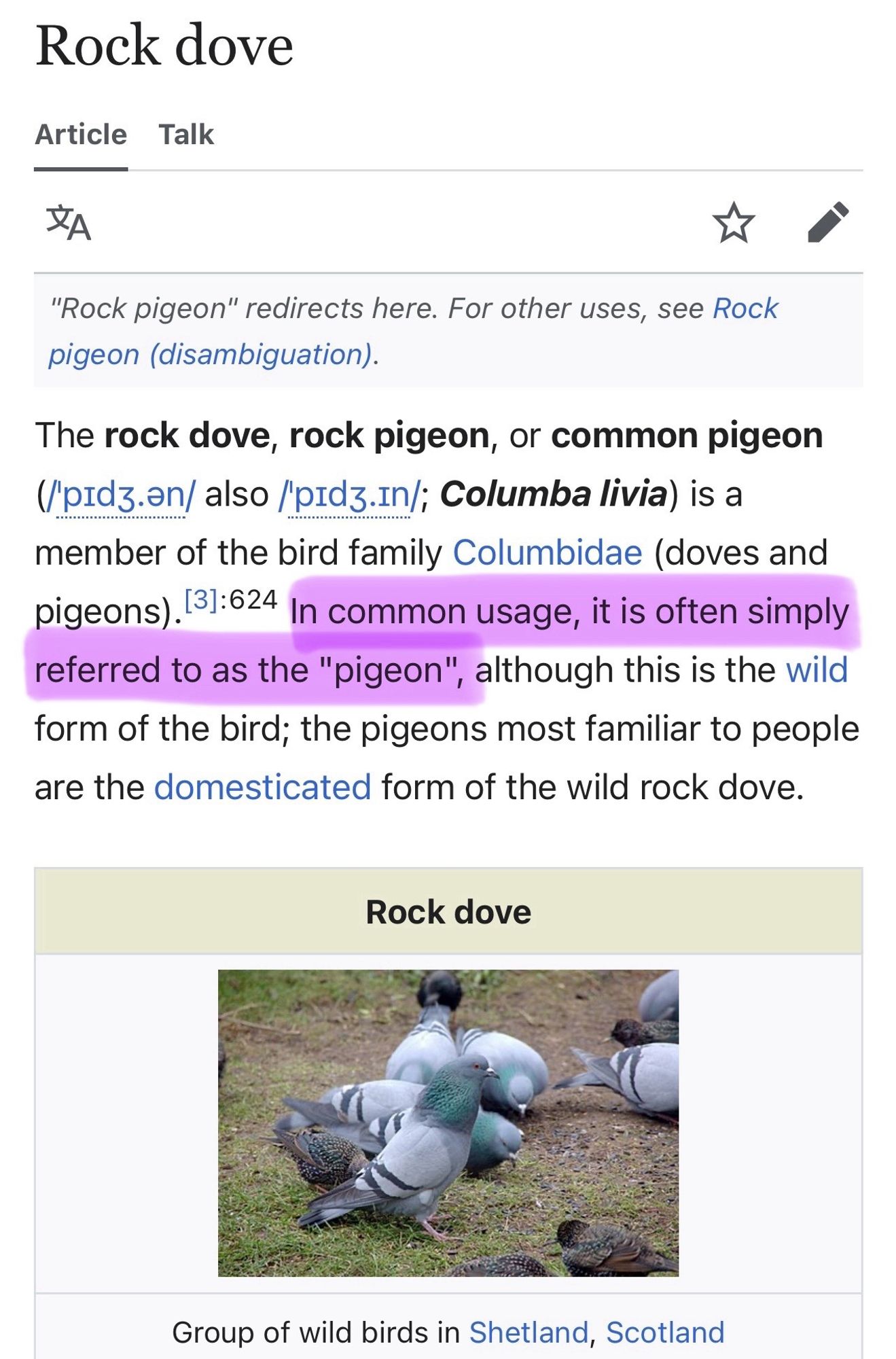 screencap of the Wikipedia article for "Rock dove" with a section highlighted reading "In common usage, it is often simply referred to as the 'pigeon'"