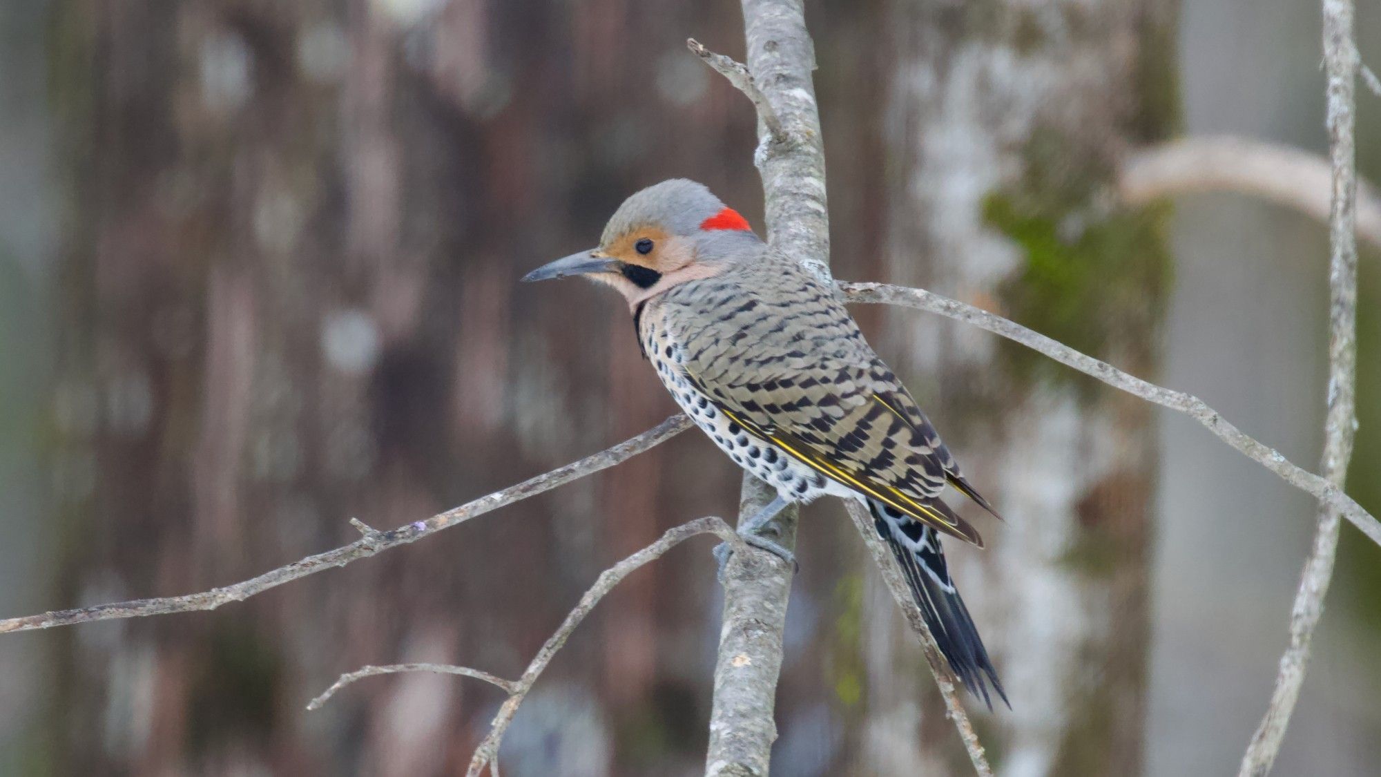 Northern Flicker