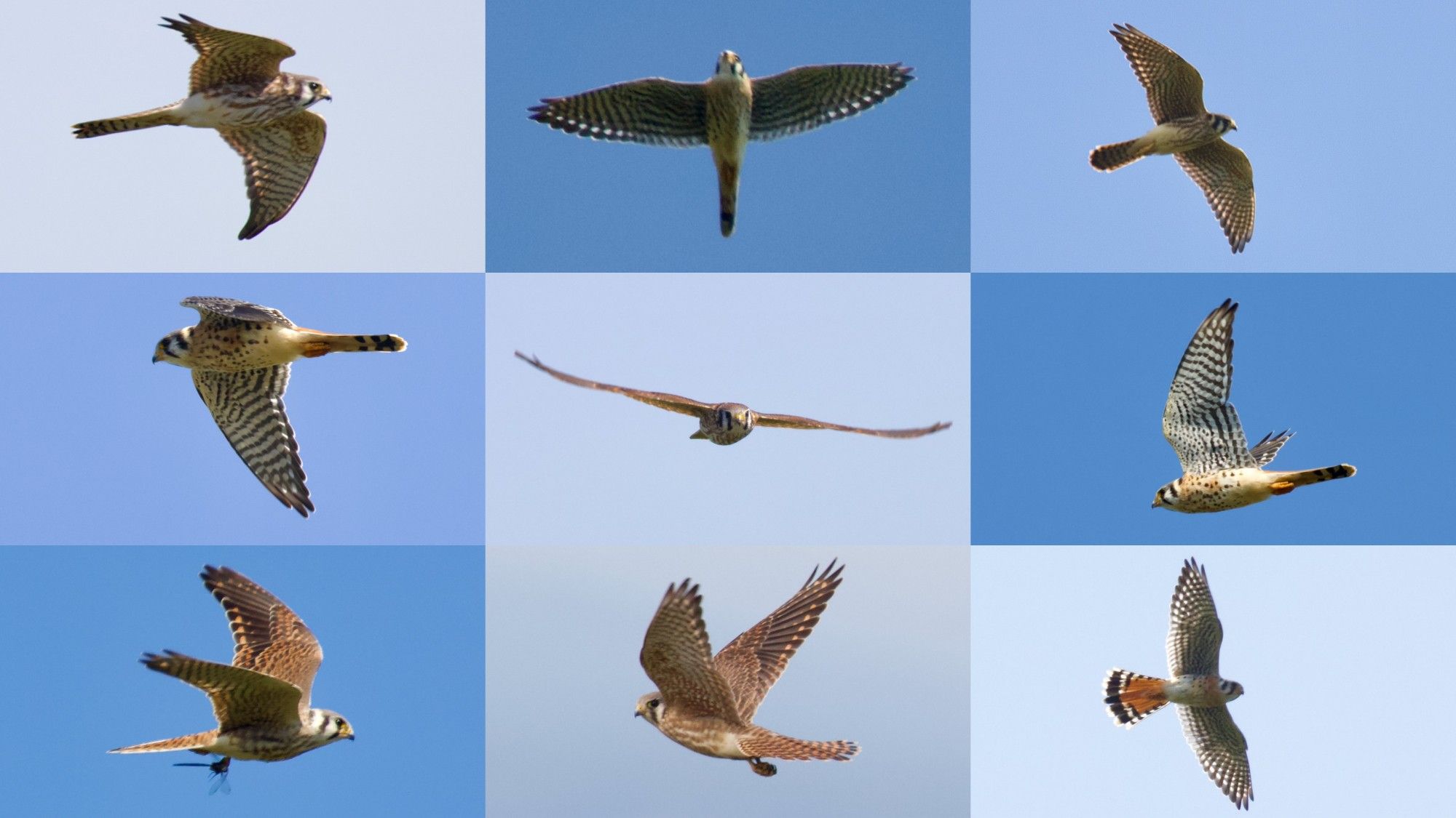 A collage of 9 American Kestrels at Mount Watatic, Ashburnham, MA