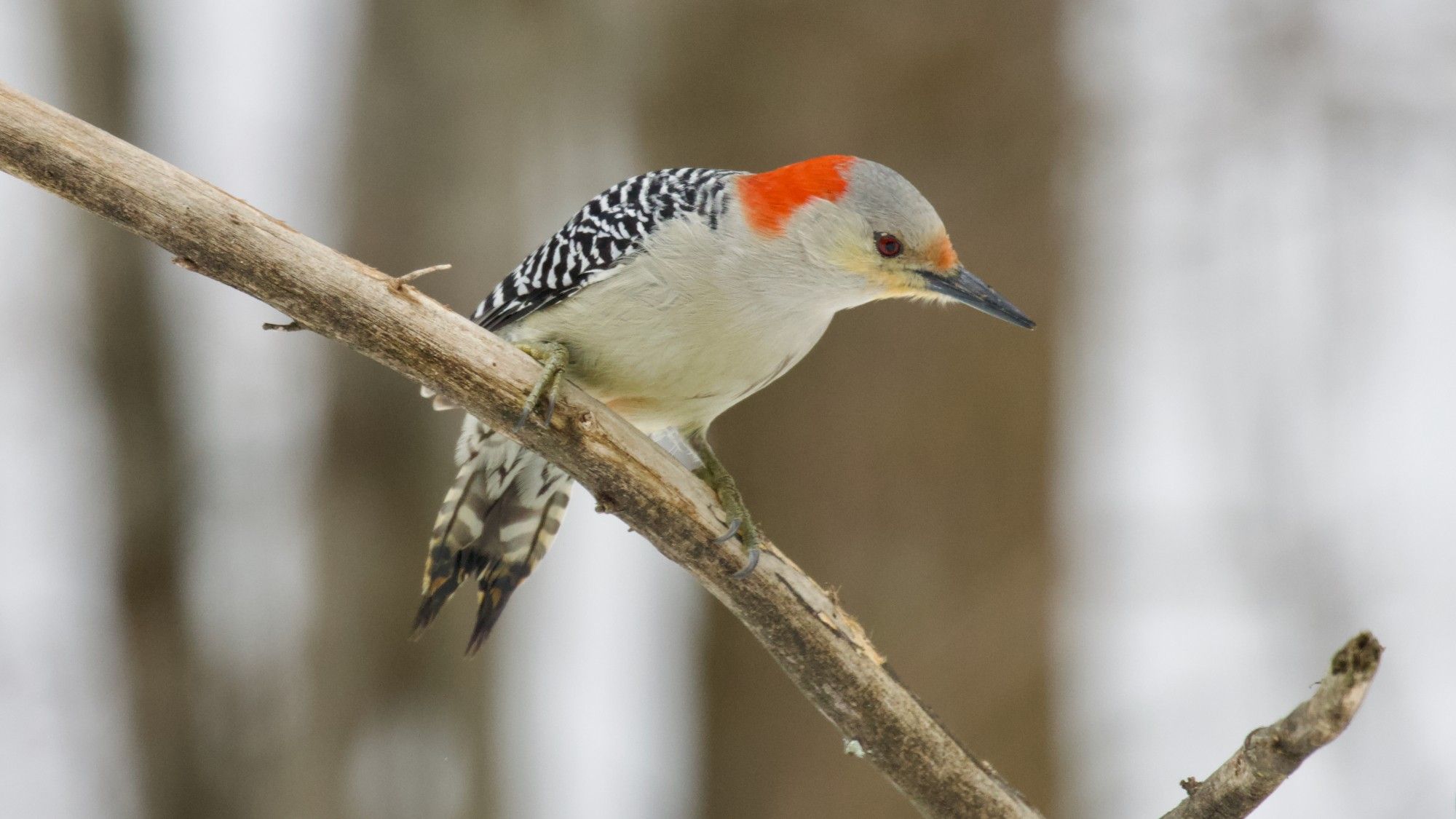 Red-bellied Woodpecker