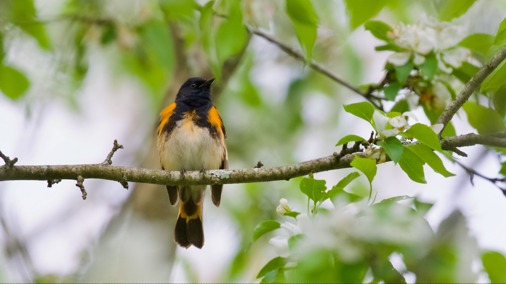 American Redstart (adult male)