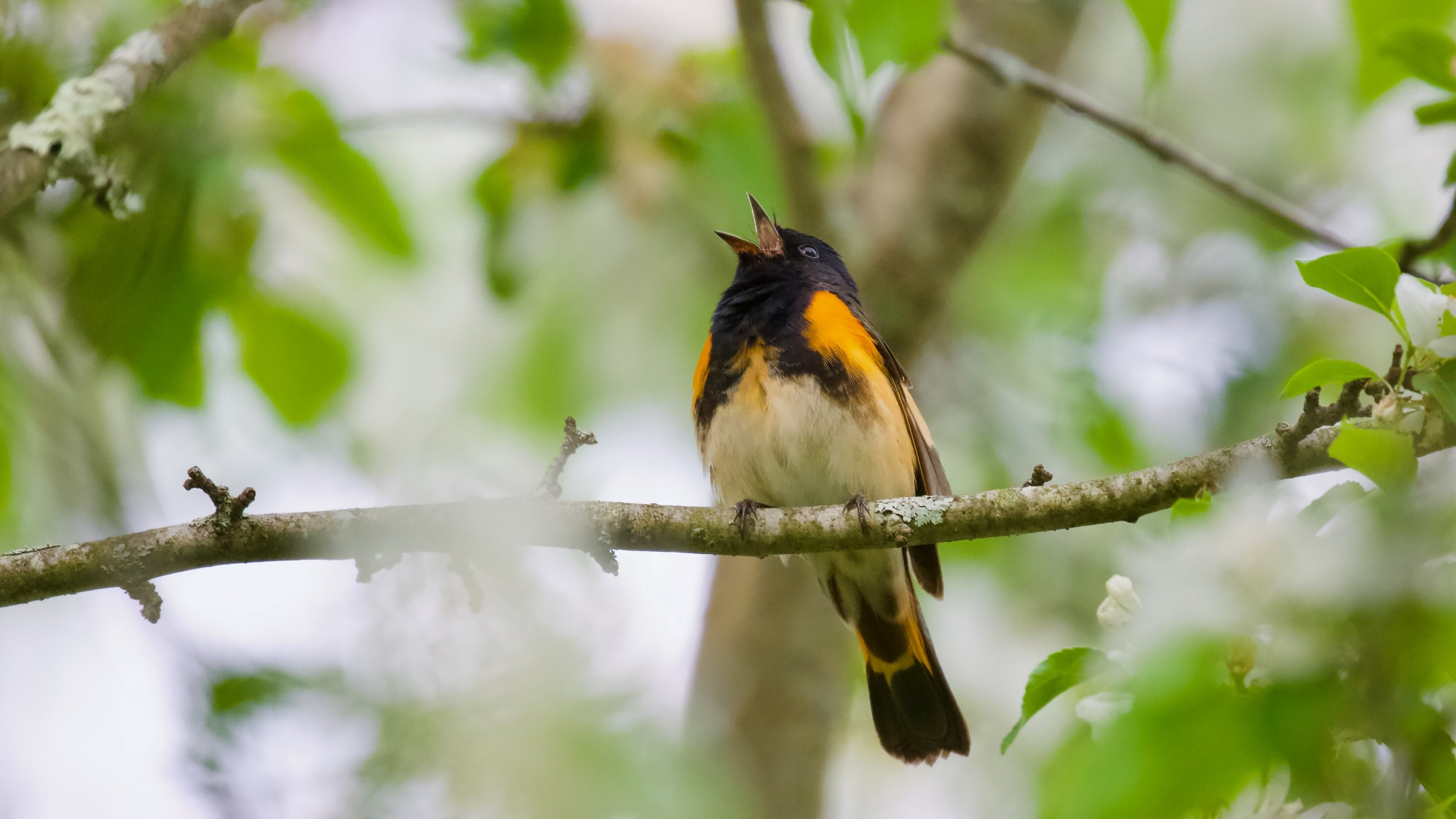 American Redstart (adult male)