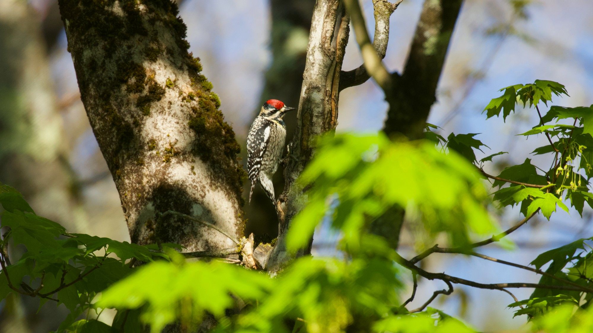 Yellow-bellied Sapsucker