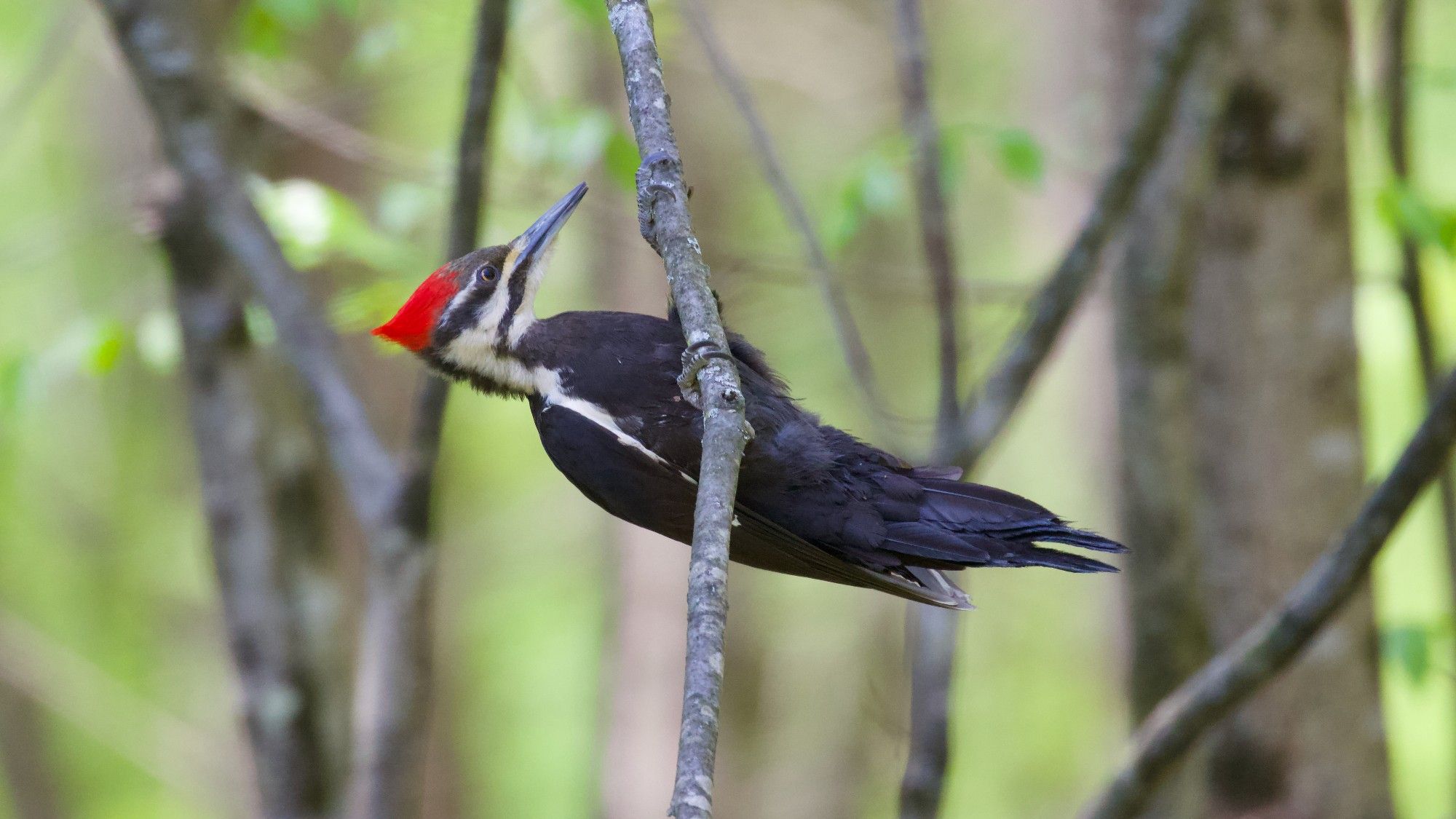 Pileated Woodpecker