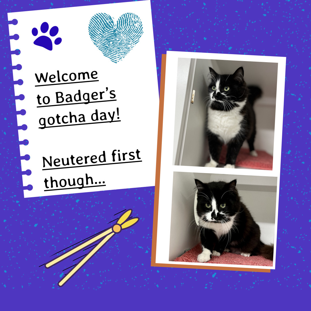 Collage of new foster/adoptee Badger. On the left there is a white note pad that reads “Welcome to Badger’s gotcha day! Neutered first though”. There is a blue paw and thumbprint heart above, with a scissor type icon below. Badger is ~1 years old and is a black and white cat with distinctive markings. He has a mostly black coat with white areas on his chest, belly, and paws, creating a "tuxedo" pattern. Badger's face has a unique split coloration - half black and half white, divided right down the middle. This striking facial pattern gives him a very memorable and charming appearance. His eyes appear to be a golden-green colour. In the images, we see Badger sitting upright, looking alert (as he just had duck treats and scritches) and will stay overnight for surgery tomorrow.