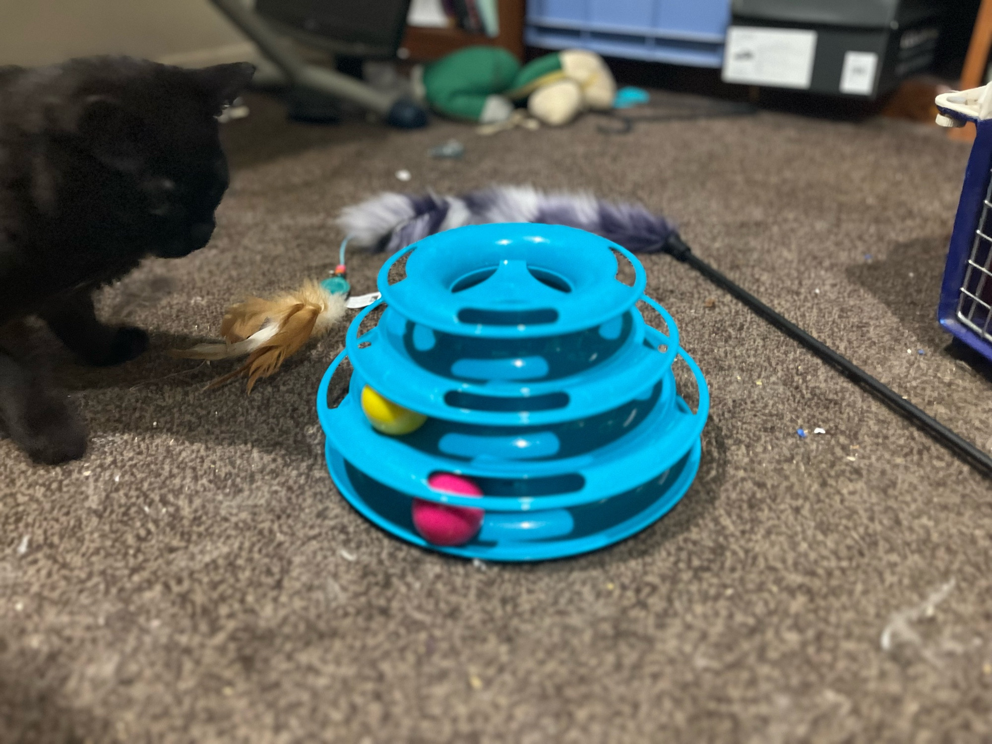 Photo of Rīx playing with the three-tiered ball toy. The video was better. Sorry.