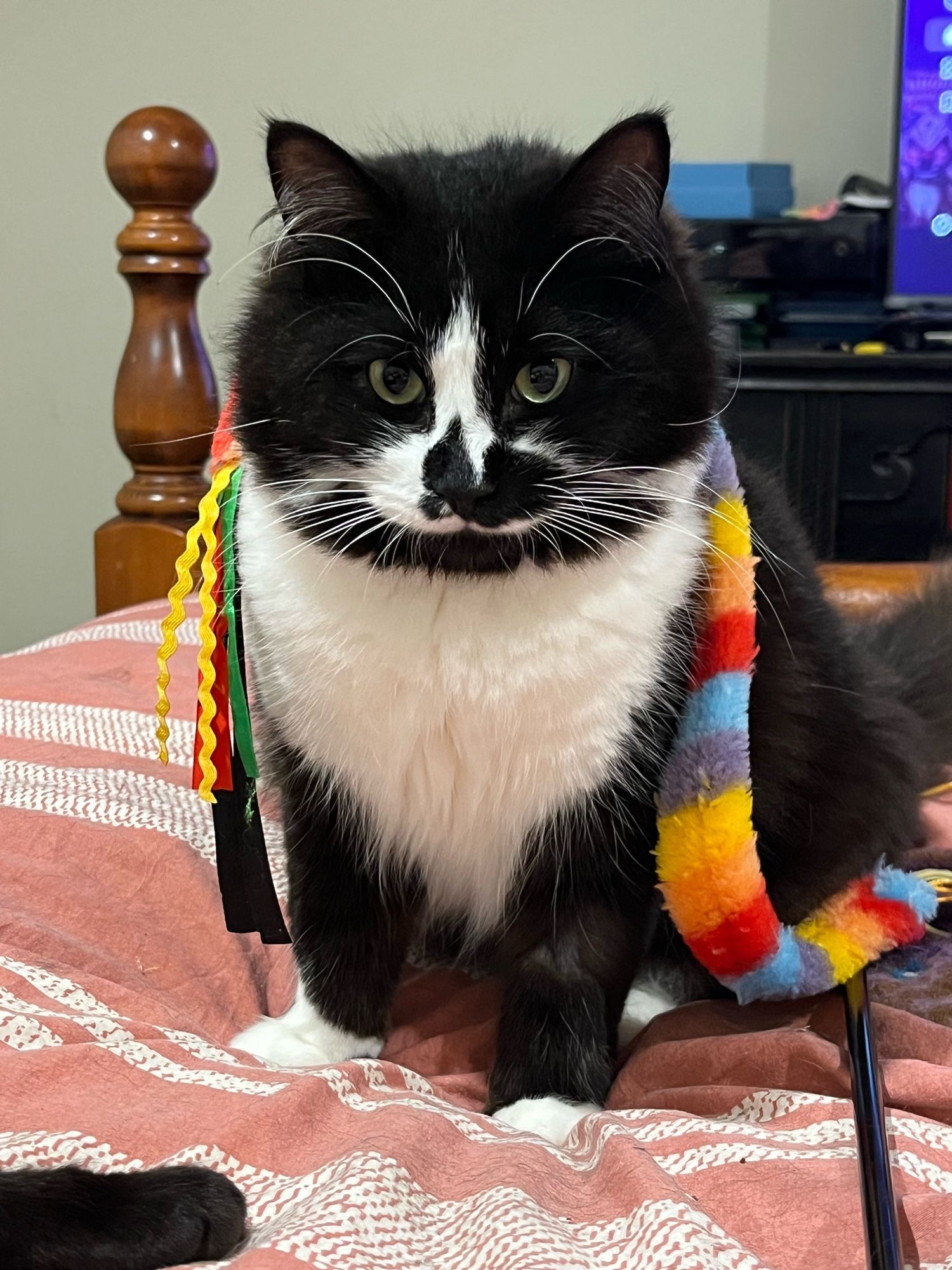 The image shows Badger, a striking black and white medium-long haired tuxedo cat, sitting on what appears to be a pink or salmon-colored blanket with a white pattern.

The cat's fur is predominantly black, with a distinctive white patch on its chest that extends up to its chin, giving the classic "tuxedo" appearance. The face is mostly black, with a small white marking on the nose, creating a charming contrast. The cat has alert, wide-open bright green eyes that stand out against its dark fur.

His whiskers are long and prominent, extending outwards from its black face. Badger’s ears are perked up and facing forward, indicating attentiveness.

The fur appears to be soft and fluffy, especially noticeable around the neck and chest area where it forms a white ruff.

Adding a whimsical touch to his appearance is a colorful accessory draped around his neck. This appears to be a scarf but is actually a chase toy. He is exceptionally well groomed and confident, looking directly at camera.