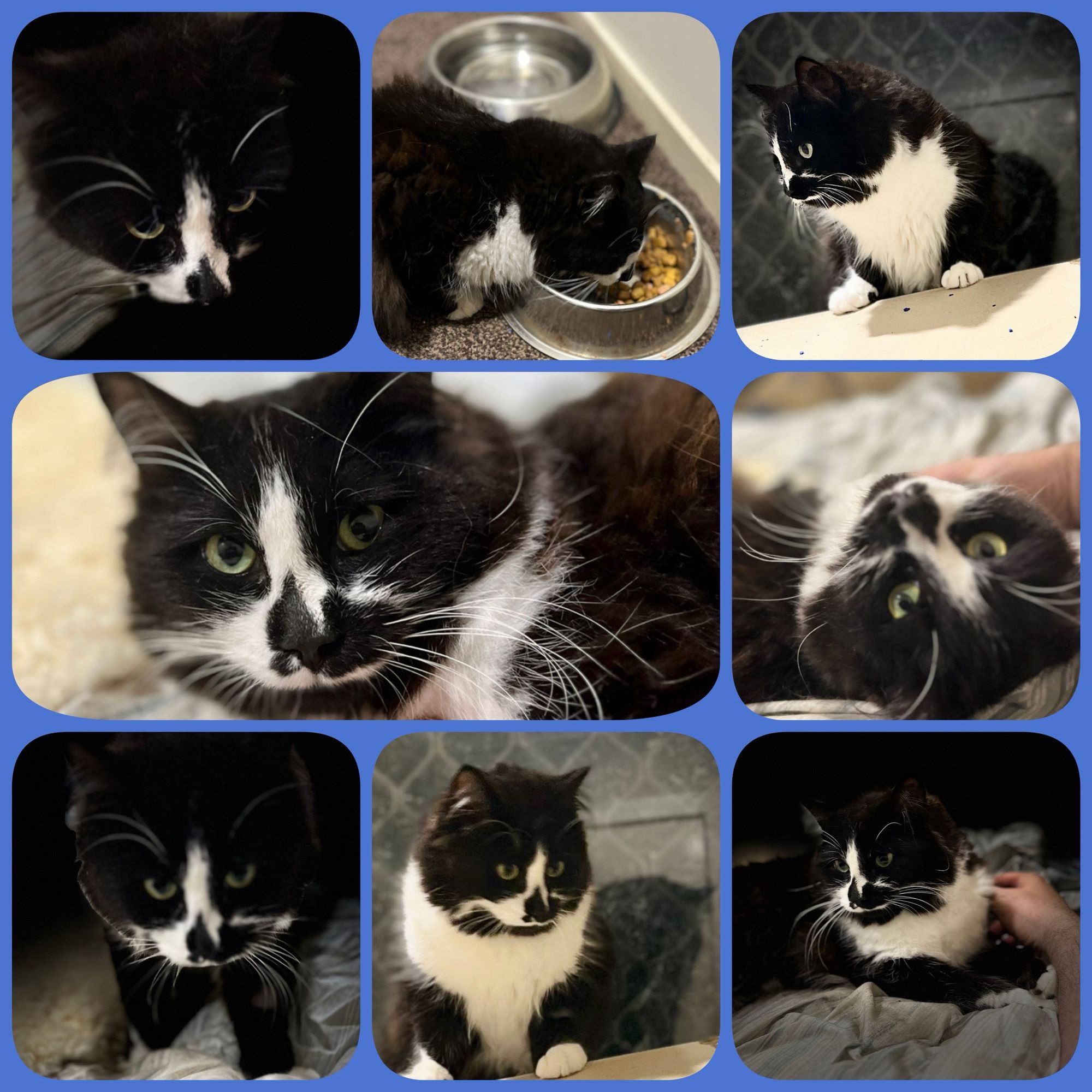 This collage consists of eight images of Badger, a striking black-and-white one-year-old rescue cat arranged on a blue background. Badger is a tuxedo cat with a predominantly black coat and distinctive white markings.

In most images, Badger's face is prominently featured, showcasing piercing yellow-green eyes that seem alert and expressive. The cat has a distinctive white marking on its face, resembling an inverted triangle or arrow shape that starts between the eyes and extends down over the nose. This gives Badger a unique and charming appearance.

The cat's coat is sleek and shiny, with the black portions appearing deep and lustrous. The white parts of the fur are clean and bright, creating a sharp contrast. Badger has a white chest and paws, which are visible in several images that show more of the body.

One image shows Badger eating a Royal Canin dental diet from a stainless steel bowl. In another, we see the author petting Badger, his second favourite thing after food!