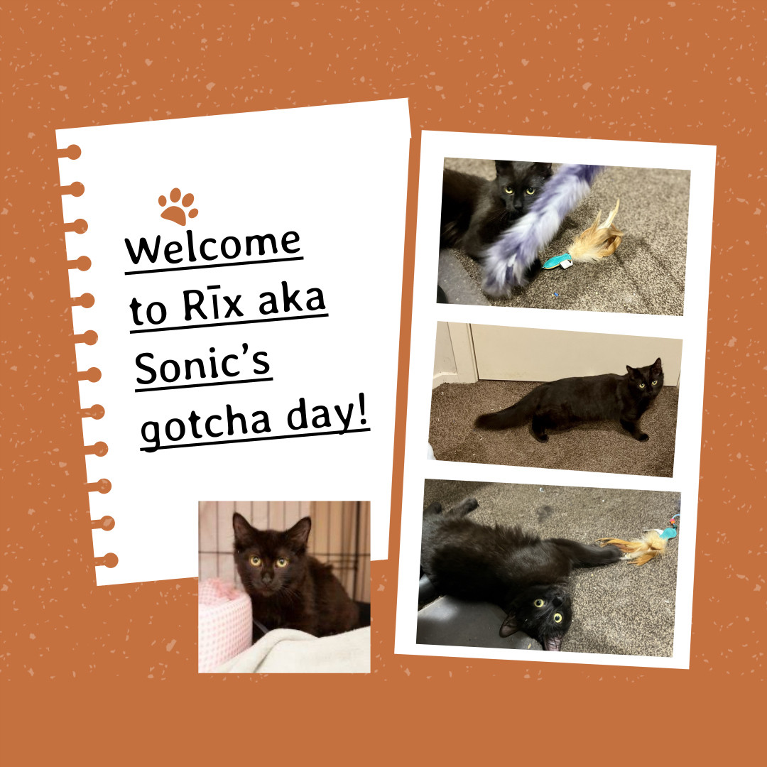 Same type of collage as Badger. On the left, a white notepad reads, “Welcome to Rīx, aka Sonic’s gotcha day! ”. There is a medium brown paw print above the writing. Sonic is a medium-haired black kitten with striking yellow-green eyes. His fur appears glossy and plush, giving him a soft, fluffy appearance. In the images, we see Sonic/Nīx playing on the carpet, sprawled out on his back with a feathered toy. His playful nature is evident as he engages with the toy, his bright eyes focused intently. His coat is a deep, rich black colour that contrasts beautifully with his vibrant eyes.


It's early days, but he seems to be settling into his new home. The images show them in a carpeted area with various cat toys scattered about, including a blue-tiered ball track toy that has caught his attention. His bright eyes and alert posture suggest that he is curious and playful, typical of young cats adjusting to a new environment.