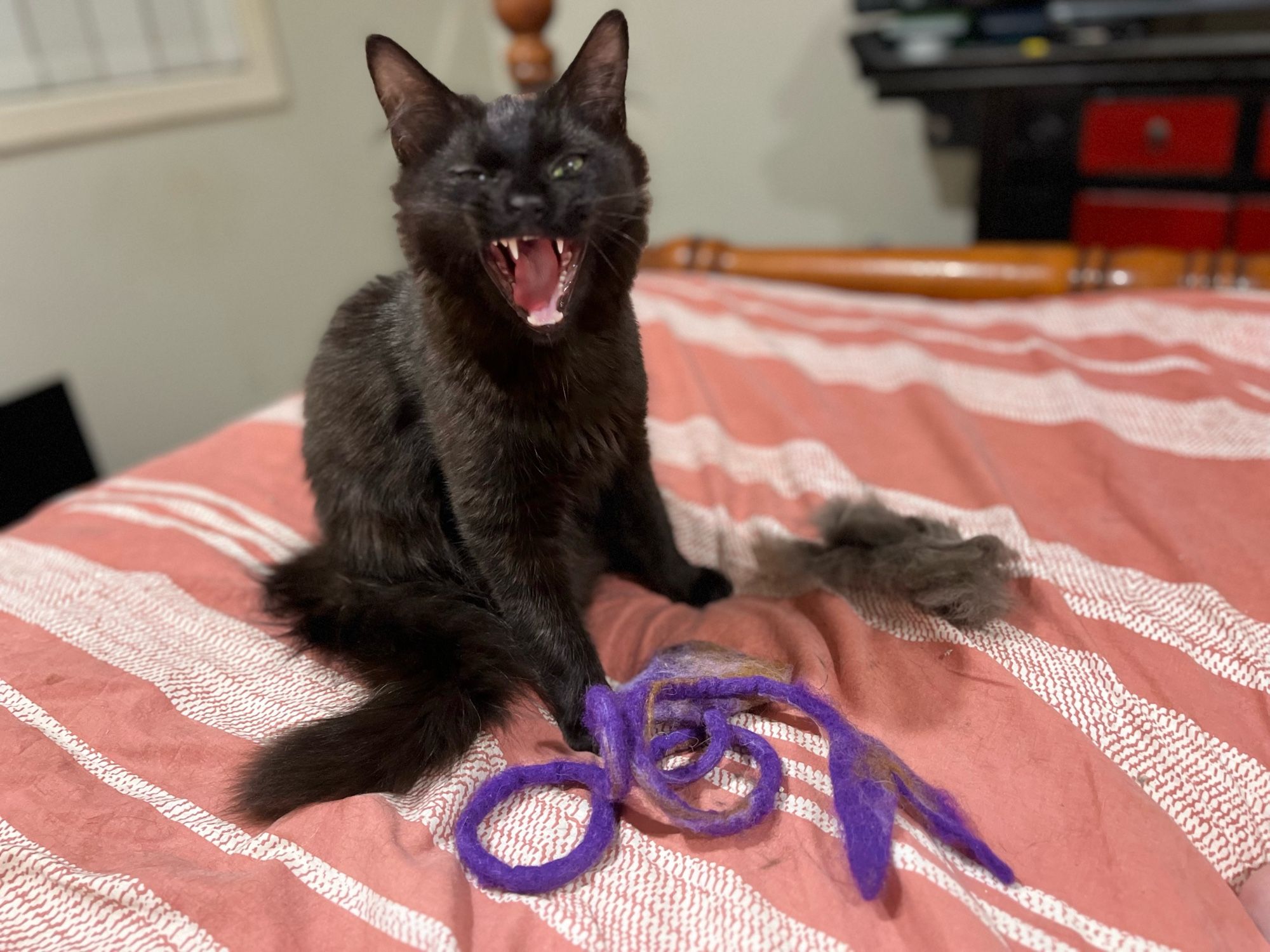 Photo of black kitten sitting on a bed. In front of him is a purple hand-made woollen cat toy. To his right, a large pile of his shedded fur after being brushed. In this picture his mouth is open wide and his top canines are bared, it is more of a yawn than a sneeze, but it makes a better story.