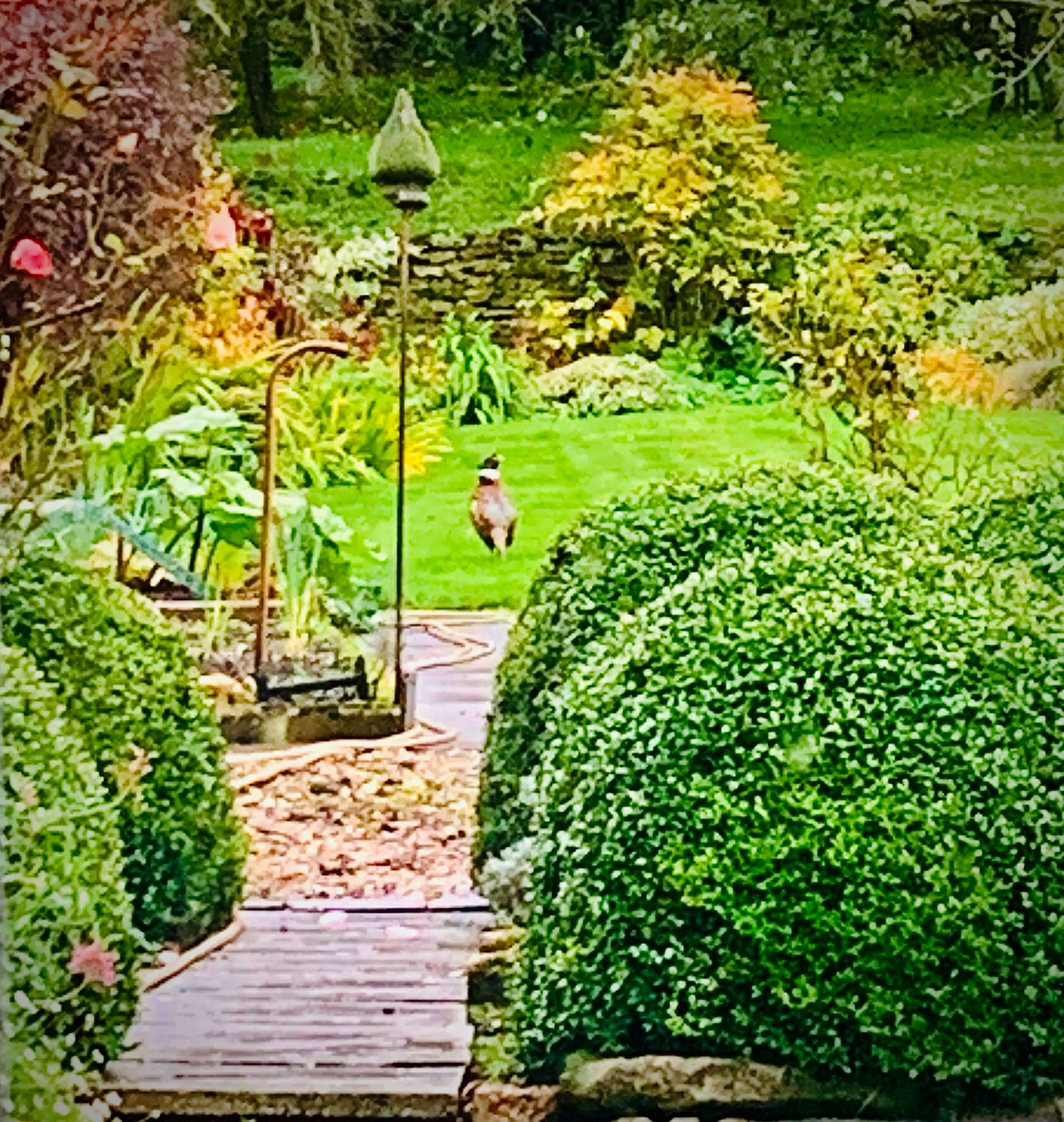 Pheasant in the garden