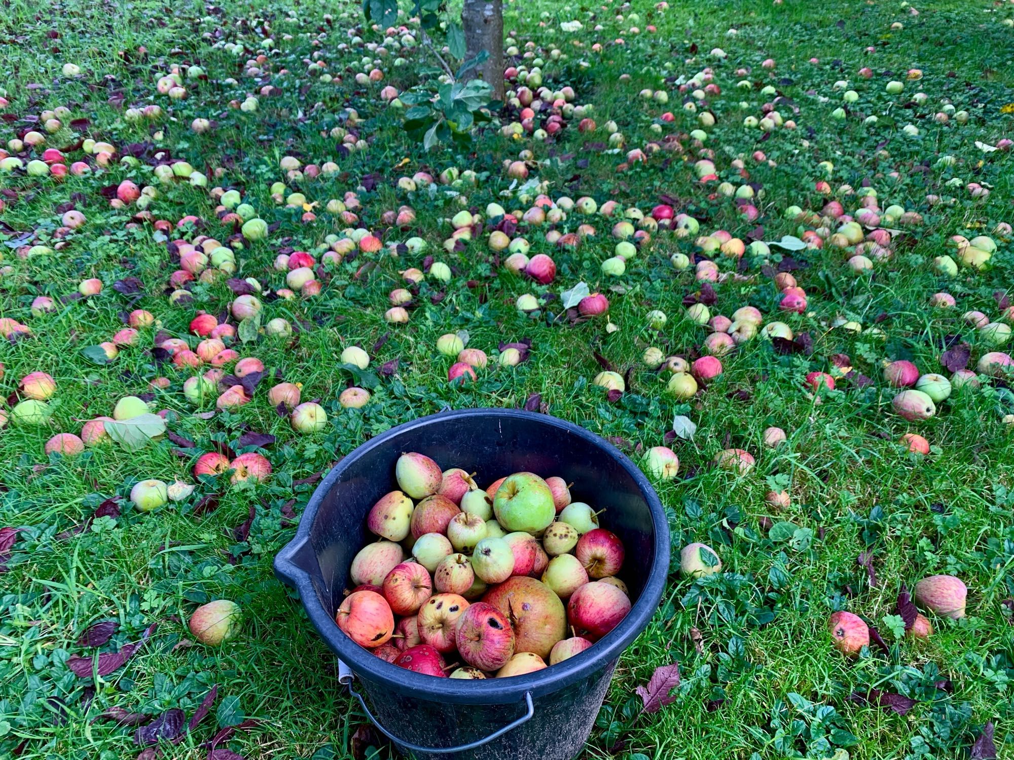 Harry Masters’ Jersey cider apples