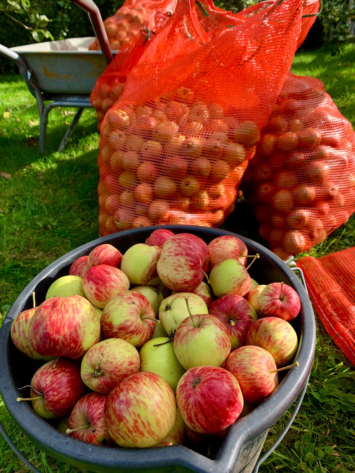 Foxwhelp cider apples