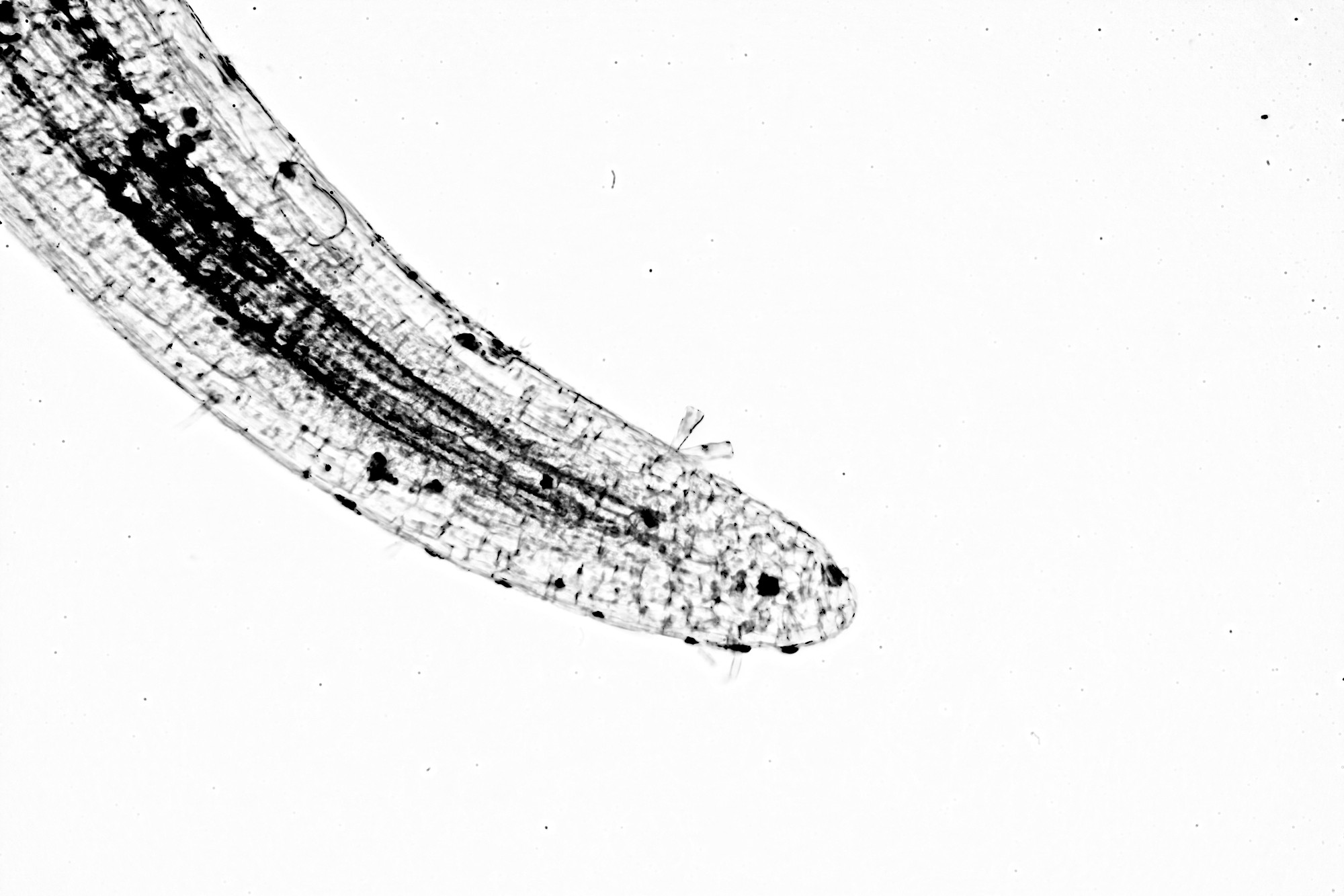 Highly magnified tip of a duckweed root, roughly 40X but cropped. You can see some cellular structure here, but not a lot of detail. This is a combined image, the 12 images were converted to black and white to remove low contrast areas and combined to make it look something like a black and white drawn image. A few diatoms have attached themselves near the tip of the root.