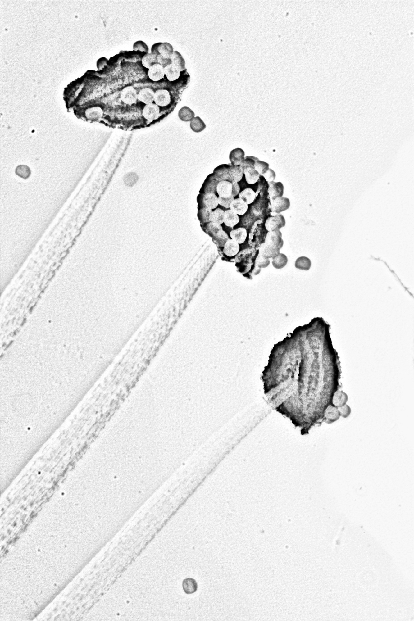 A microscope photo of three stamen from an Herb Robert flower. They have a dark anther and a translucent filament. Each anther has various amounts of pollen attached to them. A few pollen grains have been knocked off. This is a combined image, 15 images at different focus depths have been converted to black and white and combined to make an image that somewhat looks like a black and white drawing.