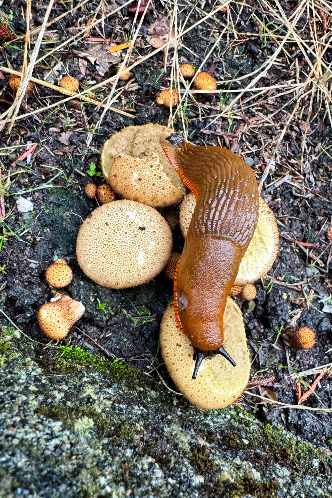 Brown slug, roughly 3-4 inches (8-10 cm) long, with black tentacles and orange skirt is stretched across 3 mushrooms (best guess: Gem-Studded Puffballs), with the 3 mushrooms having clear signs of being partially eaten.