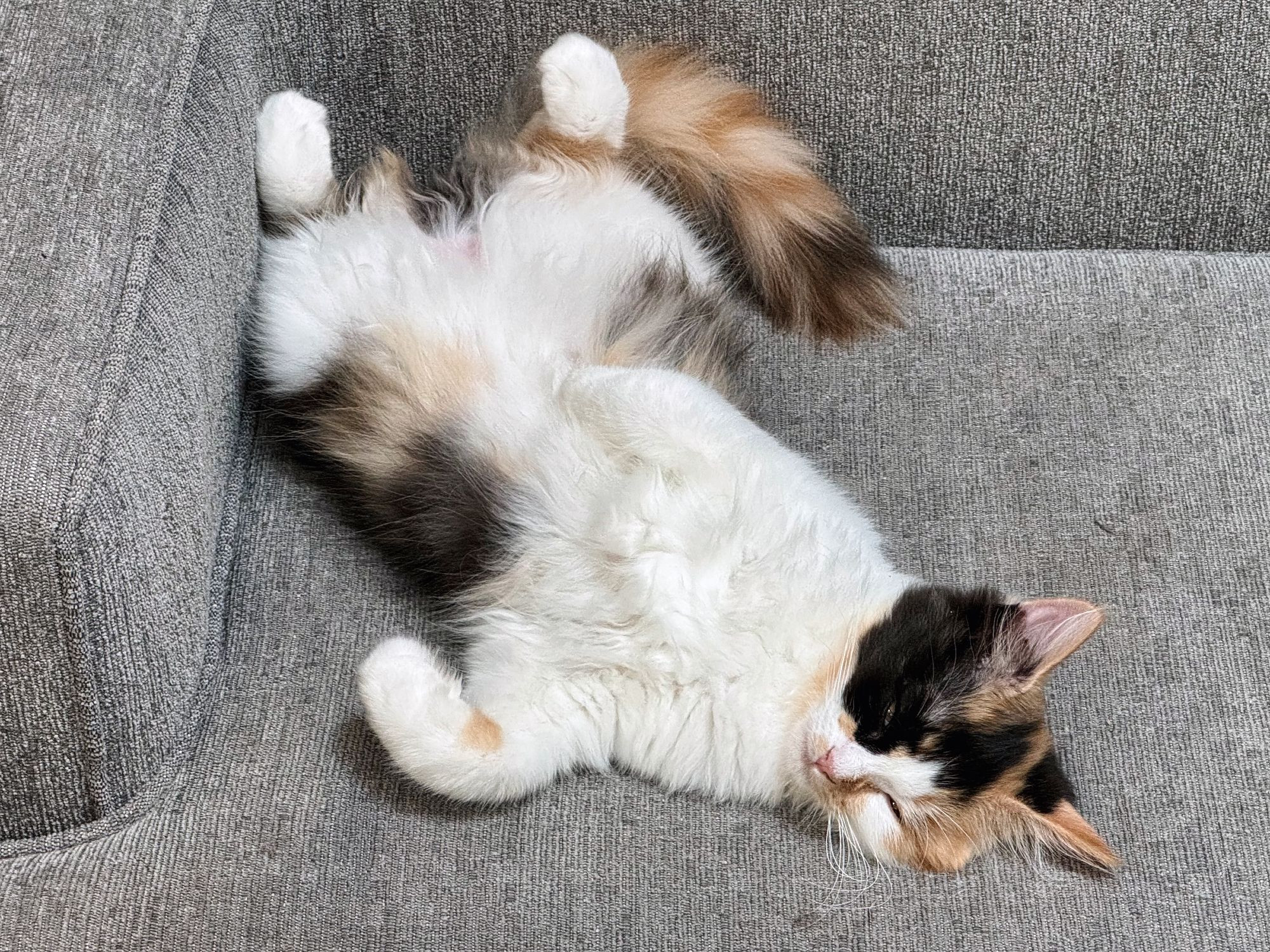 A white, black and brown Ragamuffin kitten lying on her back in a relaxed position.