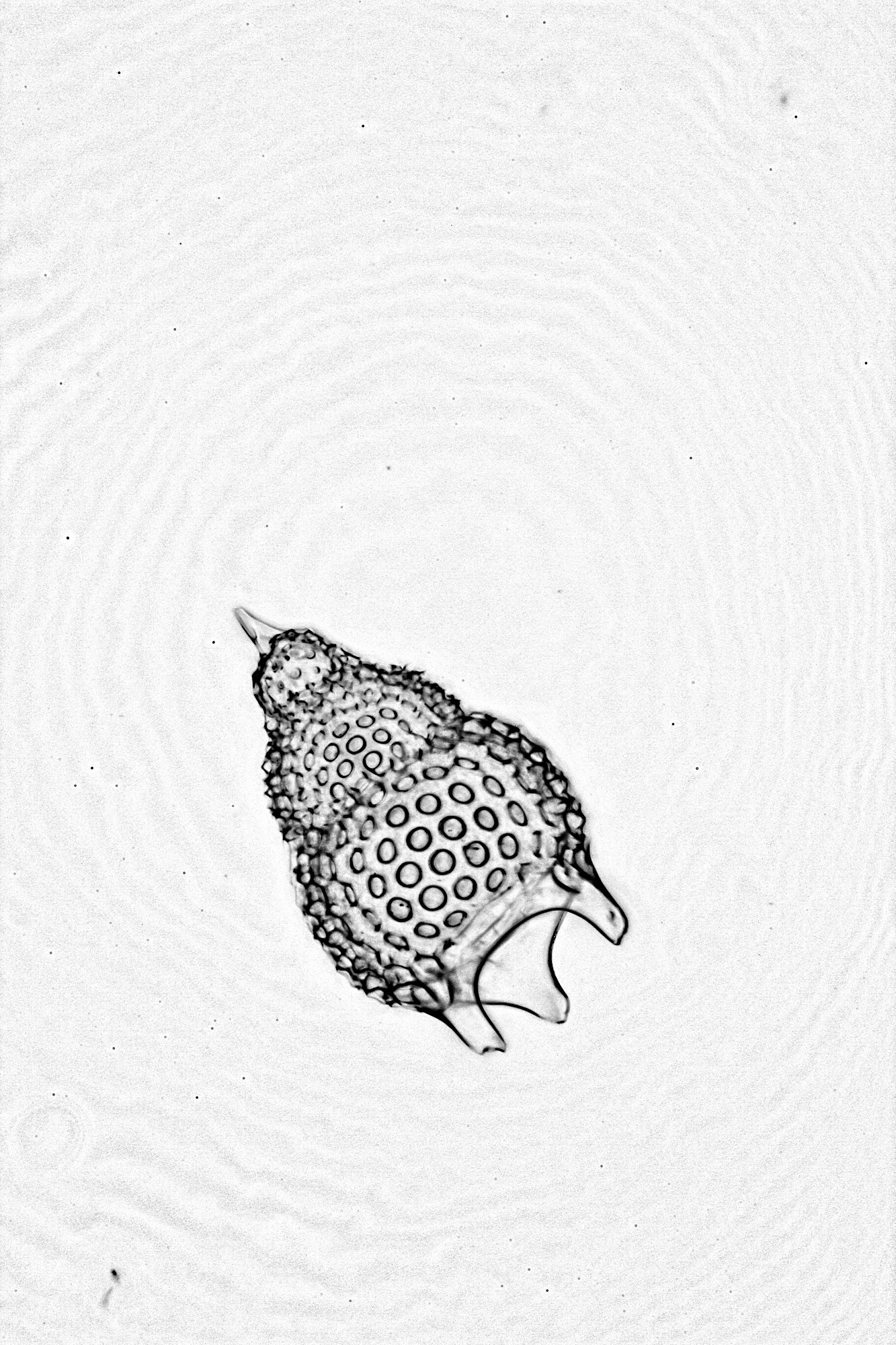 A microscopic radiolarian shell from a prepared slide. The edges of the crystalline shell are dark, revealing the structure of the shell. The shell has a pointed tip, with three connected spherical structures with holes, increasing in size from the tip. The end has three fin shaped spikes. This is a combined image, the 12 images were converted to black and white to remove low contrast areas and combined to make it look something like a black and white drawn image.