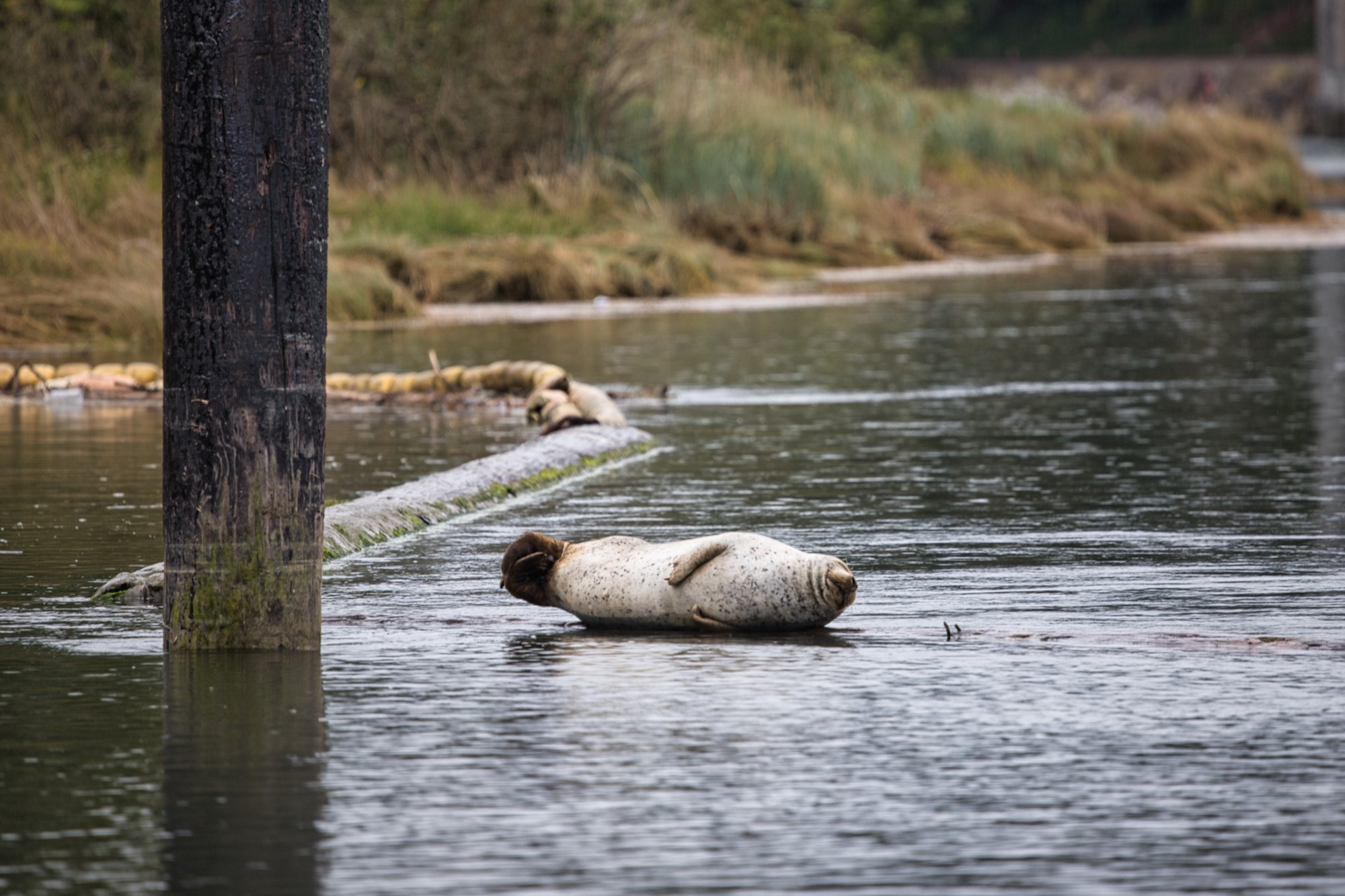 A seal lying on its side on a mostly submerged log on the water.