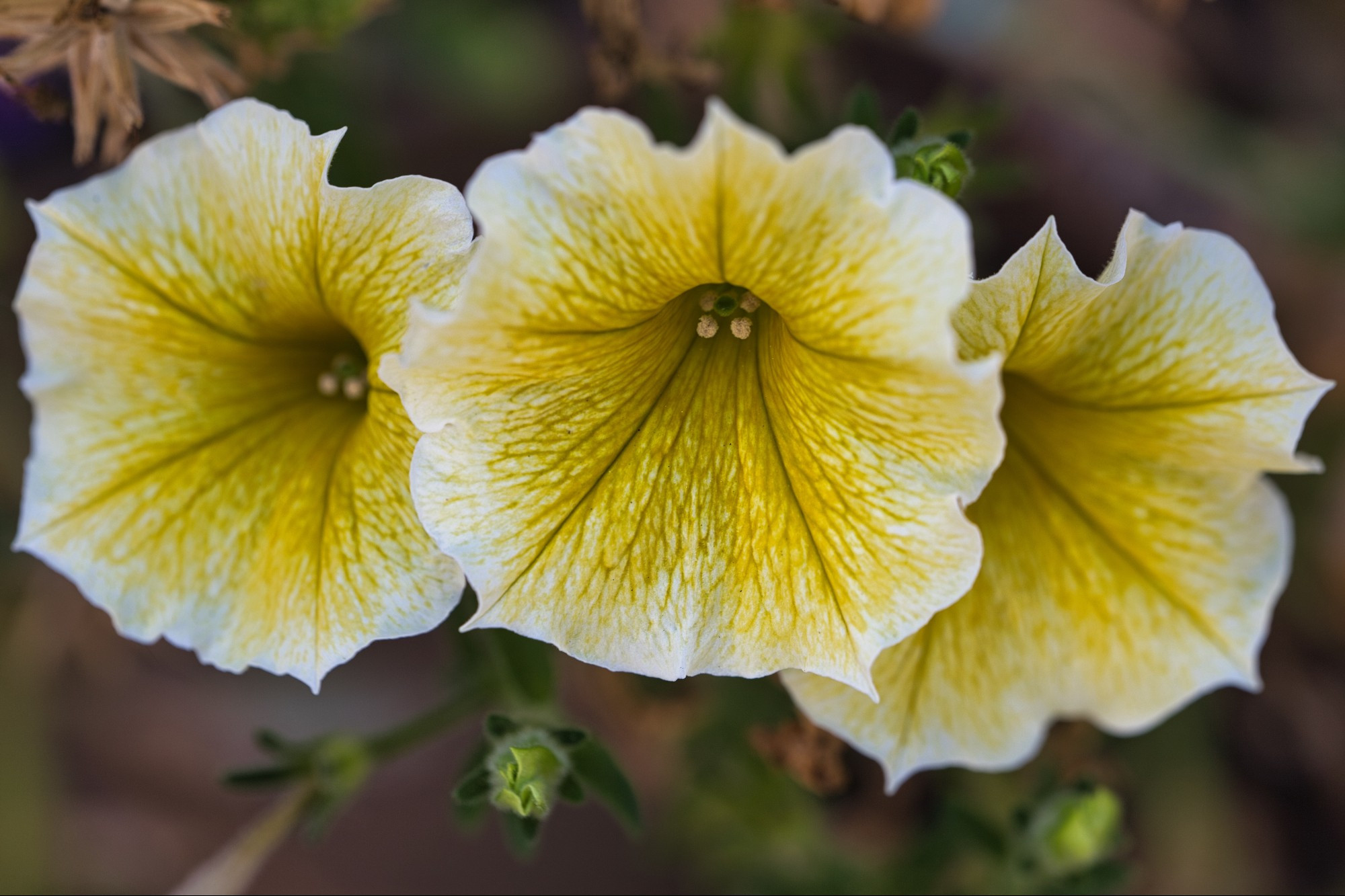 Three petunia flowers in a horizontal row. The flowers are yellow with white at the end of the petals.