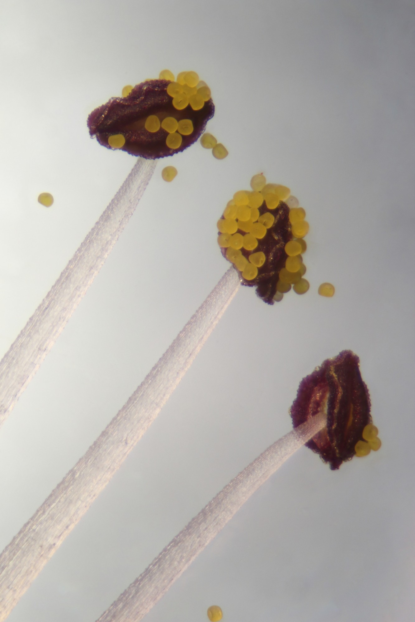 A microscope photo of three stamen from an Herb Robert flower. They have a dark red anther and a translucent filament. Each anther has various amounts of yellow pollen attached to them. A few pollen grains have been knocked off. This is a combined image, a focus stack of 15 images to put more of the subject in focus.