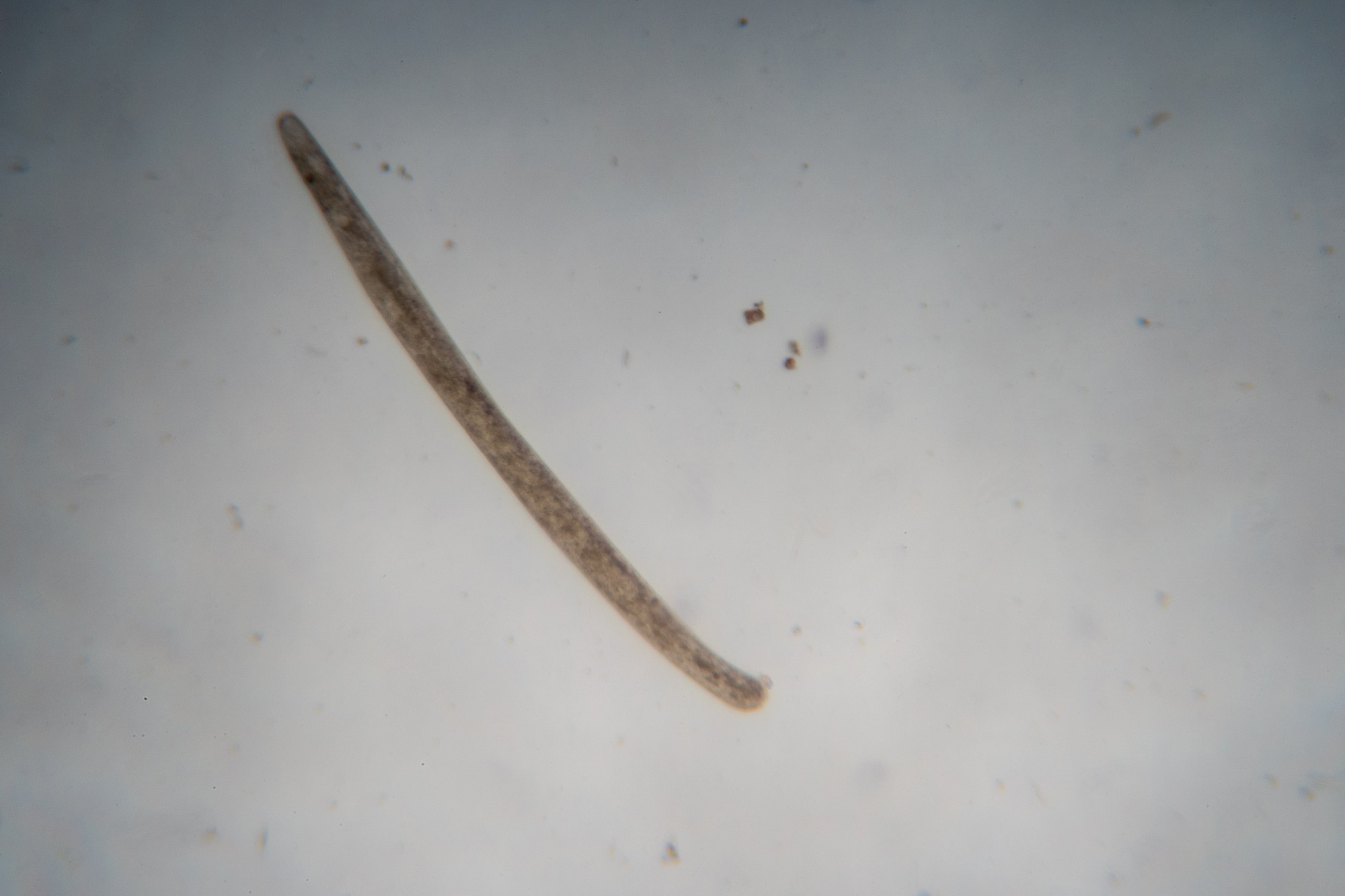 A long, thin Ciliate with a round front and a blunt end (Probably Spirostomum ambiguum).