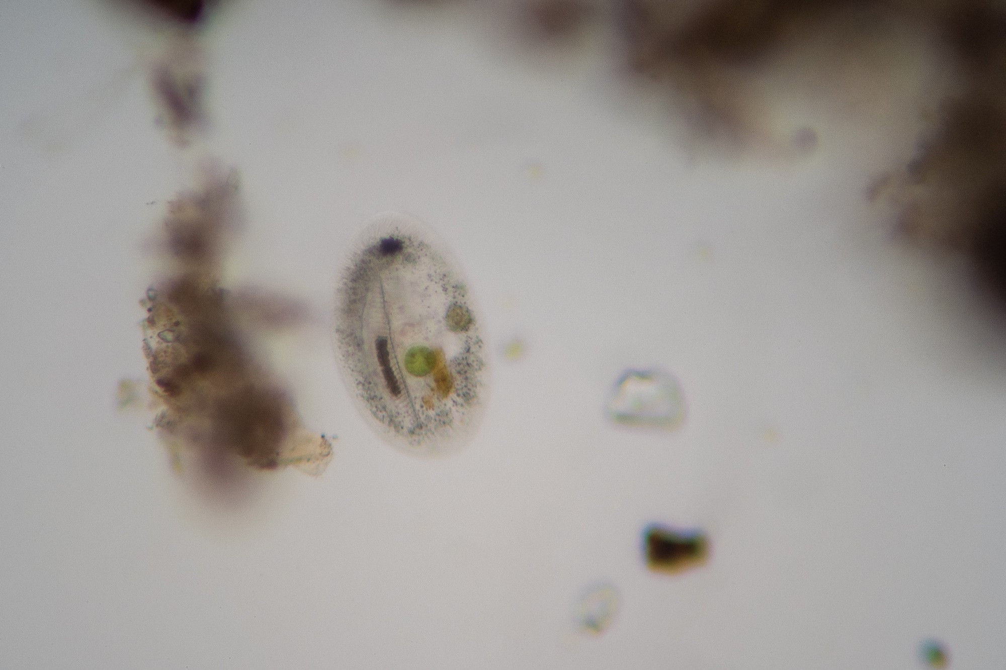 A mostly transparent oval shaped ciliate with a diatom and round green algae clearly visible inside it. This image is roughly a 200X microscopic photo.