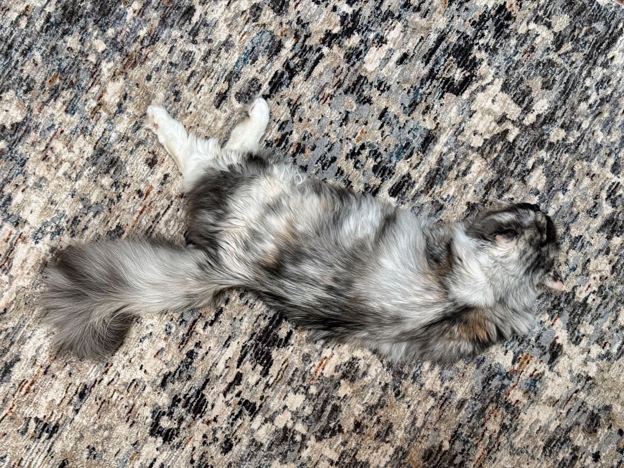 A mostly black and white older Ragamuffin kitten lying stretched out on a mostly black and white spotted carpet.