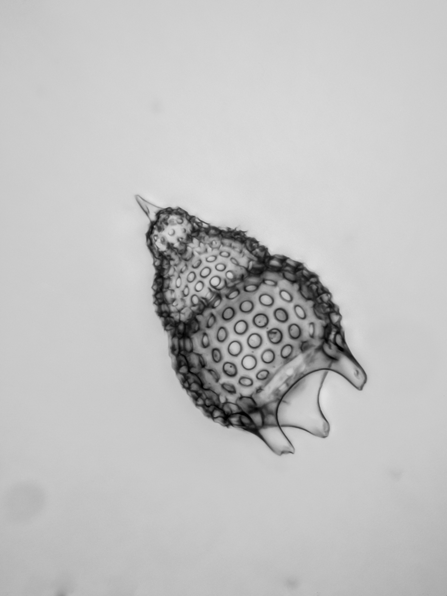 A microscopic radiolarian shell from a prepared slide. The edges of the crystalline shell are dark, revealing the structure of the shell. The shell has a pointed tip, with three connected spherical structures with holes, increasing in size from the tip. The end has three fin shaped spikes. This is a combined image, a focus stack of 14 images to get more of the subject in focus.