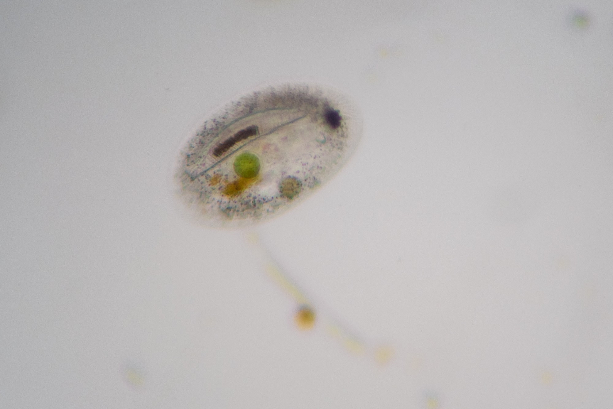 A mostly transparent oval shaped ciliate with a diatom and round green algae clearly visible inside it. This image is cropped from a roughly 200X microscopic photo.