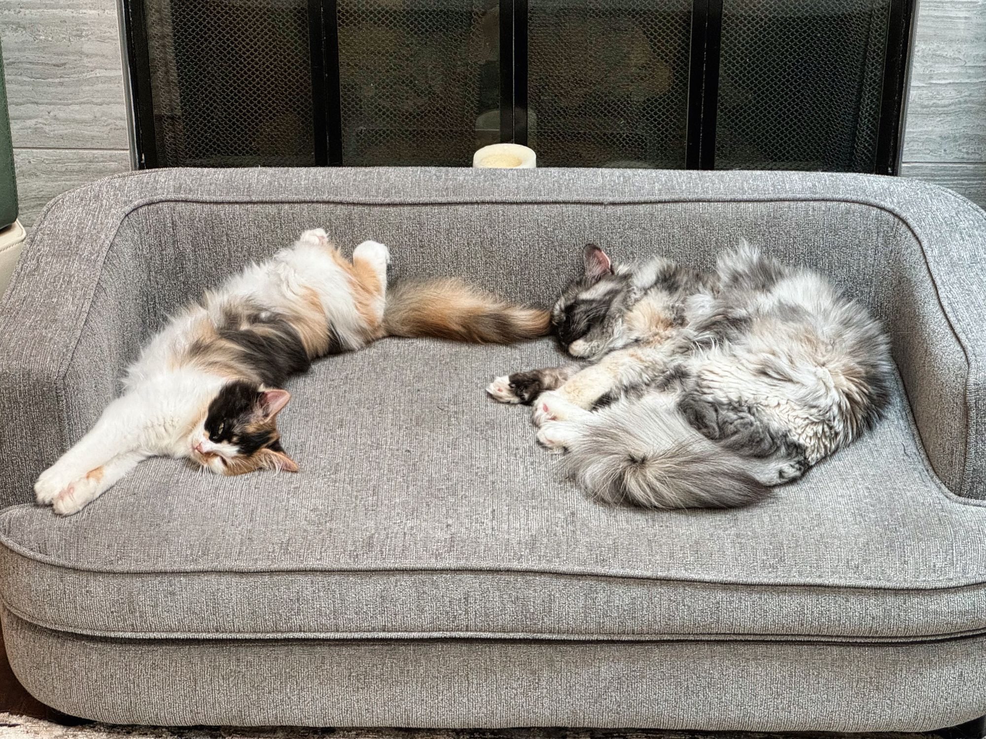 Two Ragamuffin kittens sleeping comfortably on a grey dog couch.