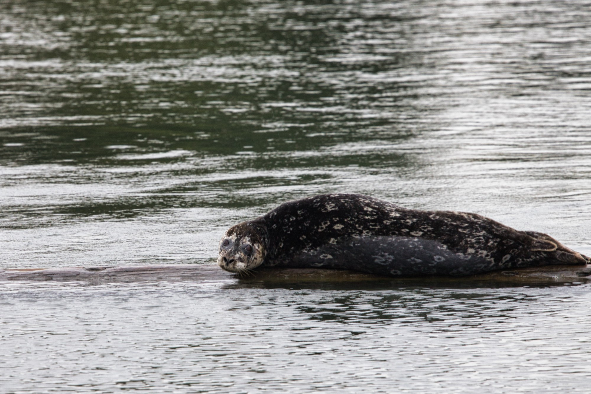 Black seal with white spot lying on a submerged log.