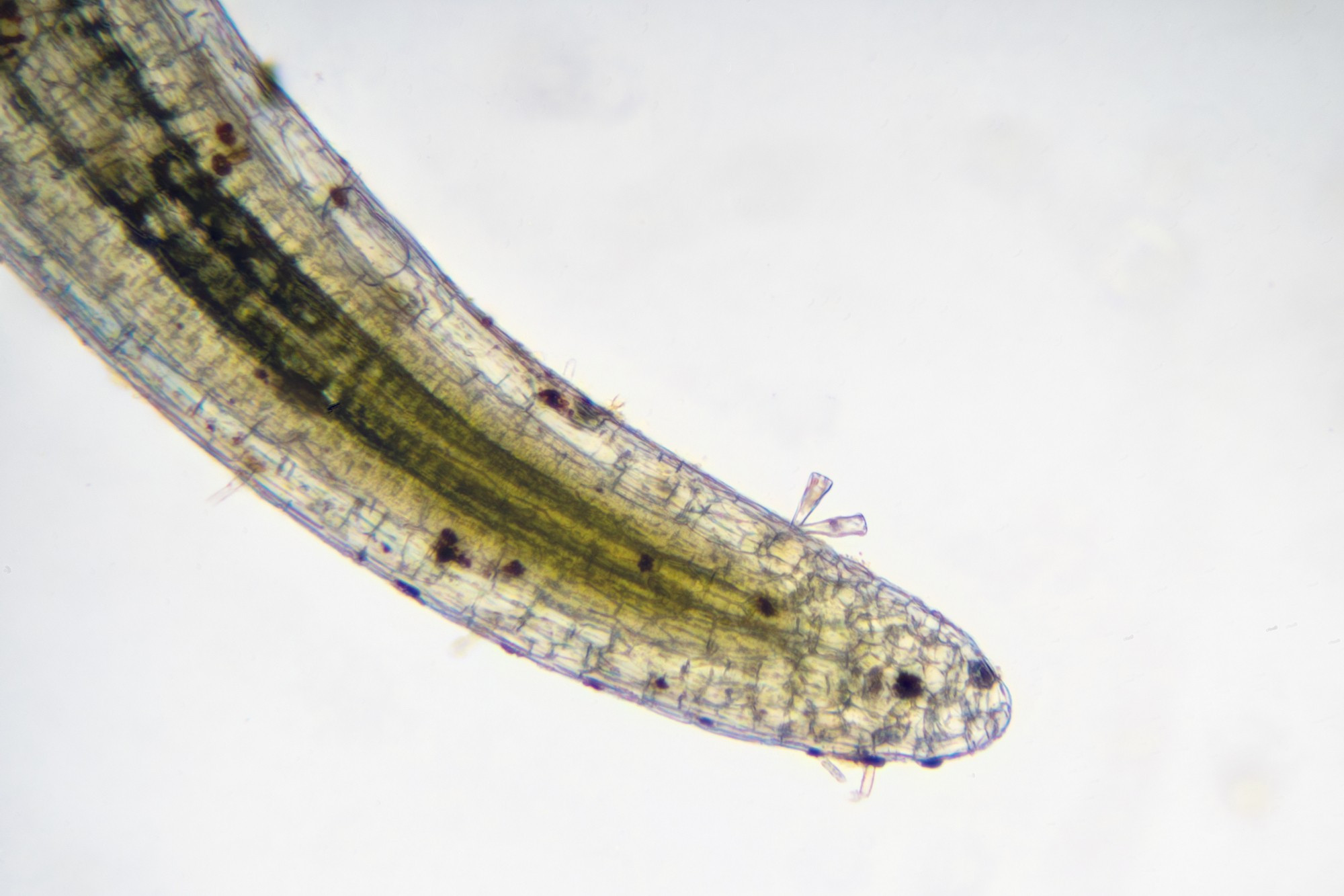 Highly magnified tip of a duckweed root, roughly 40X but cropped. You can see some cellular structure here, but not a lot of detail. This is a combined image, a focus stack of 12 images to get more of the subject in focus. A few diatoms have attached themselves near the tip of the root.