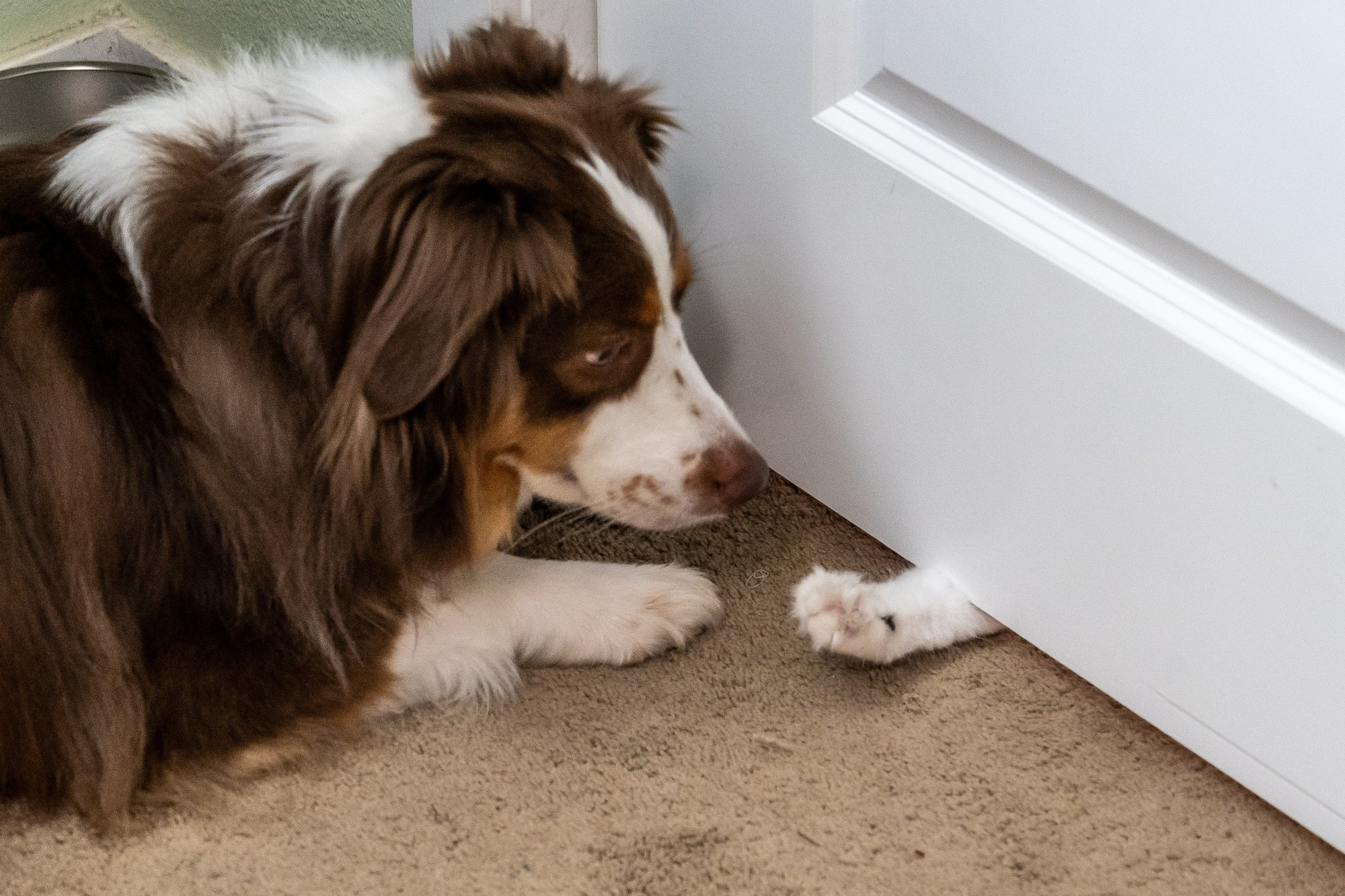 Cinnamon, a brown and white Mini Aussie is looking at Ahsoka's white, fluffy kitten paw reaching under a door at him.