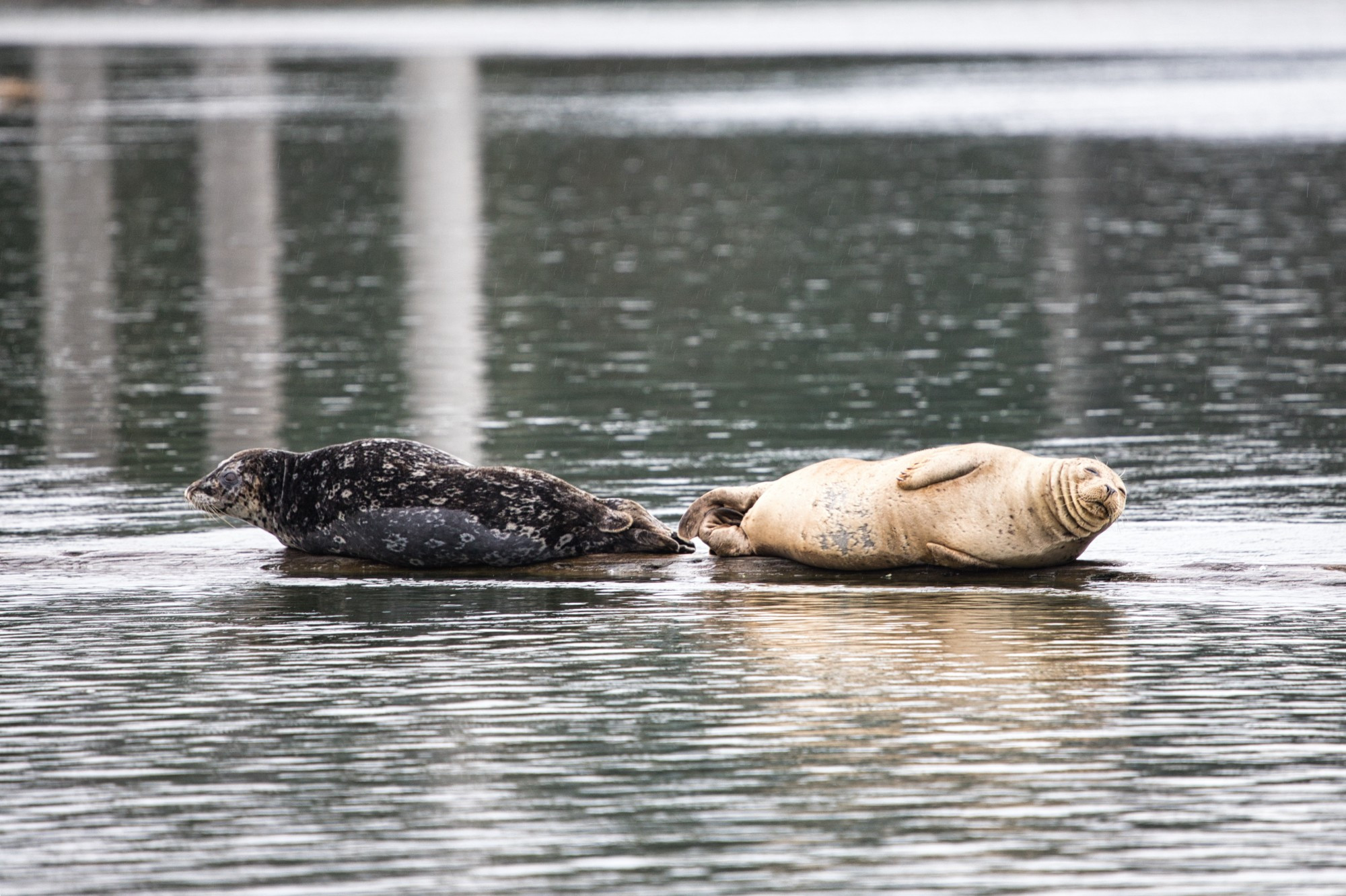 Two seals lying tail to tail on a submerged log, one black with white spots facing left, and one tan seal facing right.