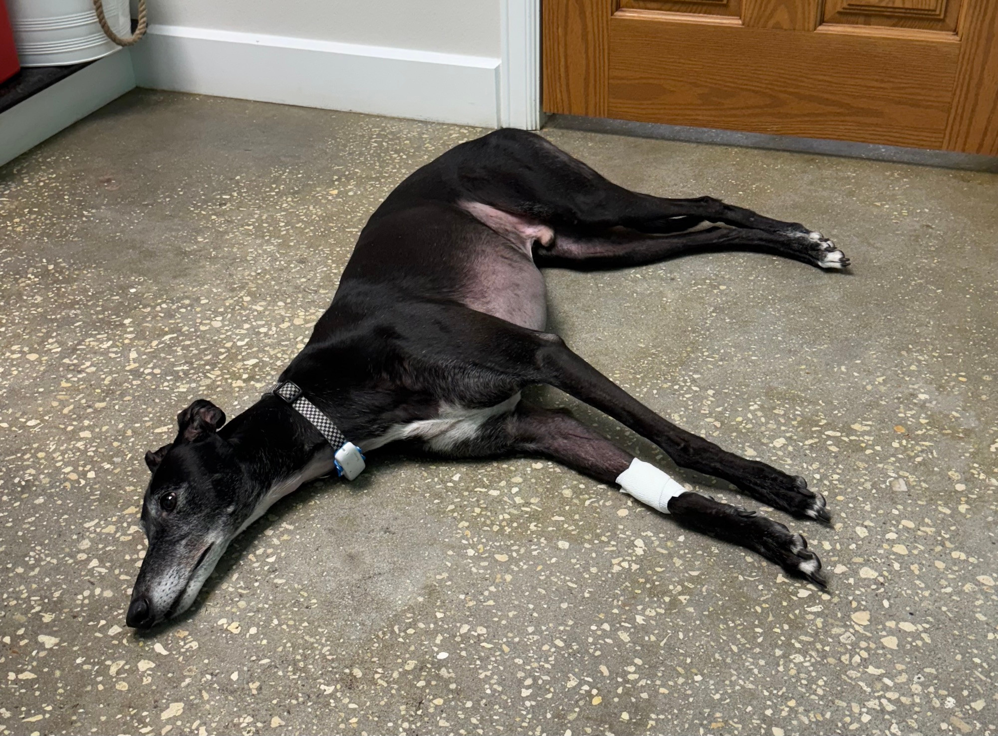 Black greyhound lying flat on a cement floor. 