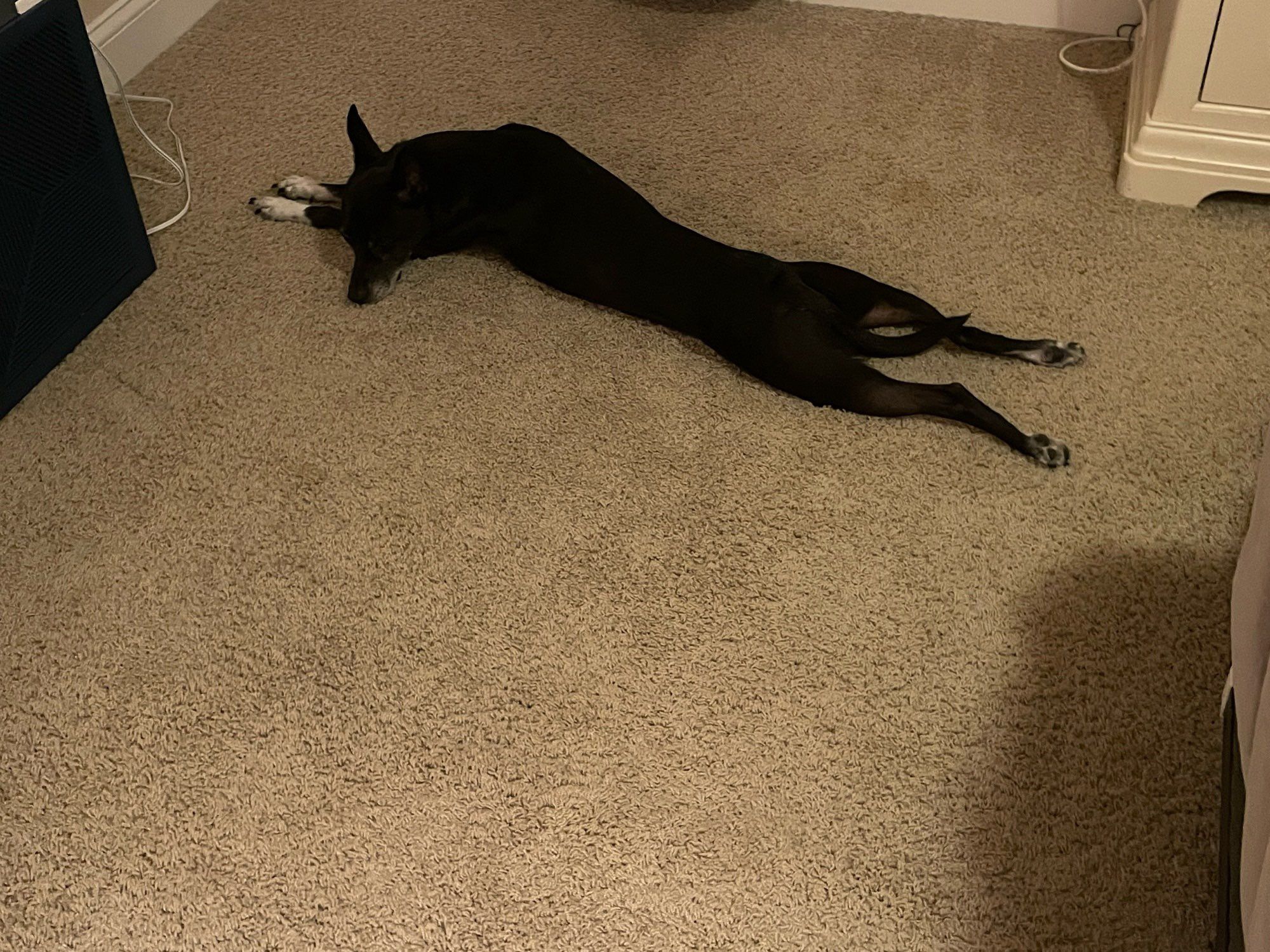 Luna being super long on the carpeted bedroom floor in the morning while she waits for me to get ready in the morning