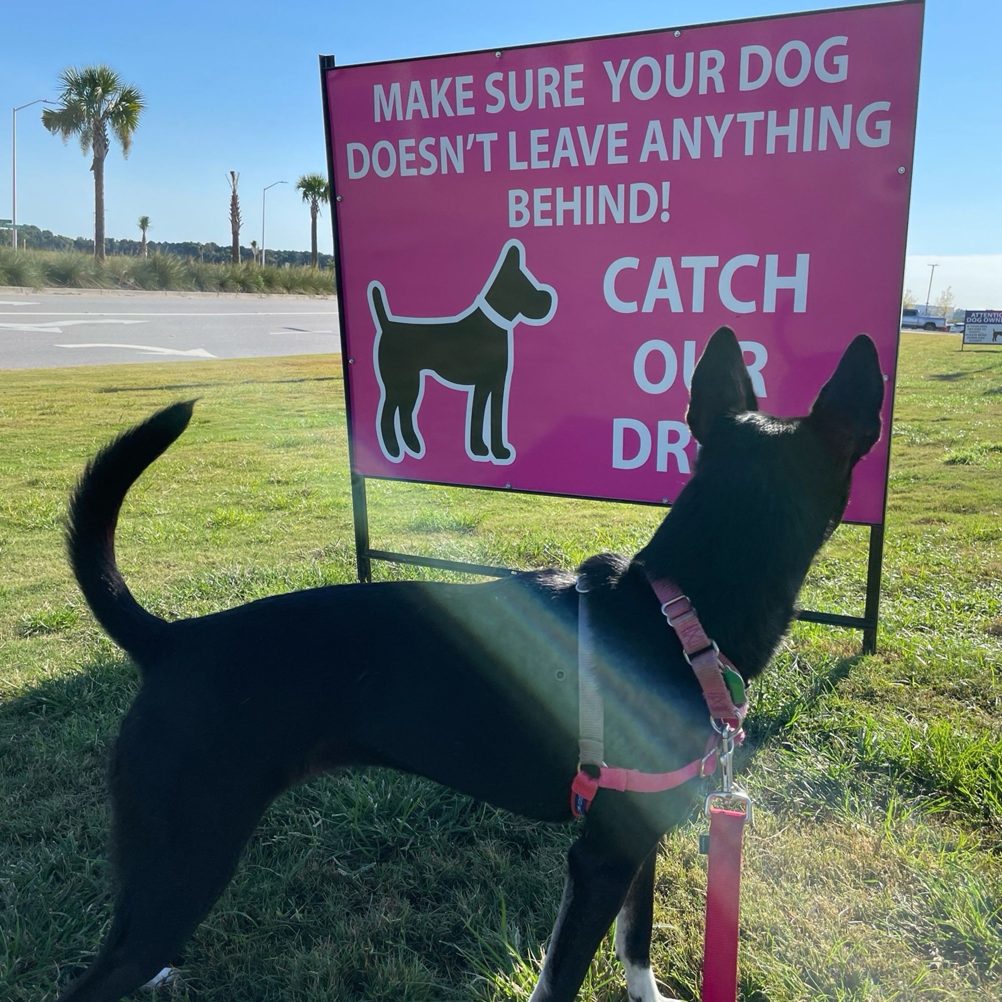 The dog on the "don't leave poop" notice sign in the grassy area at Bucc-ee's is a black dog with pointy ears. My own dog Luna, a black dog with pointy ears, is in front of the sign as a comparison