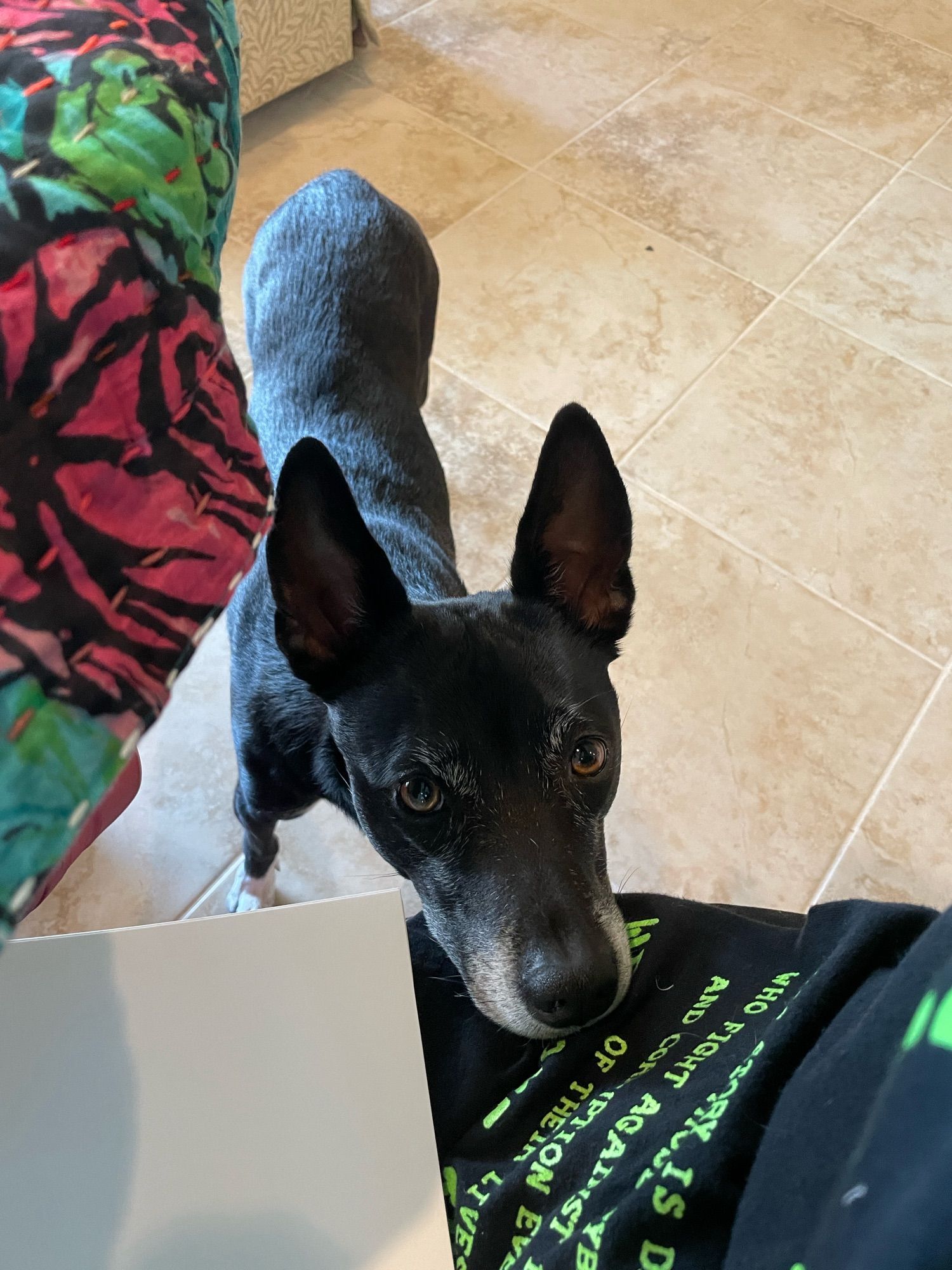 Luna intrusively putting her snout on my lap near my sketchbook. This is her way of asking to be let outside if she thinks I'm not paying attention to the other signs that she would like to go out