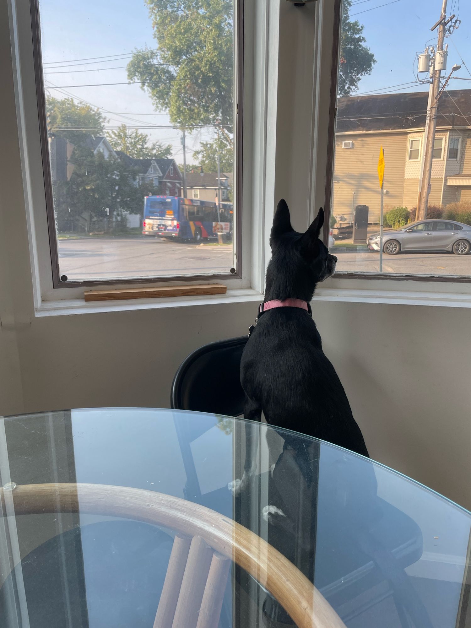 My black pointy ear dog Luna is looking out the windows of a big sunroom x3