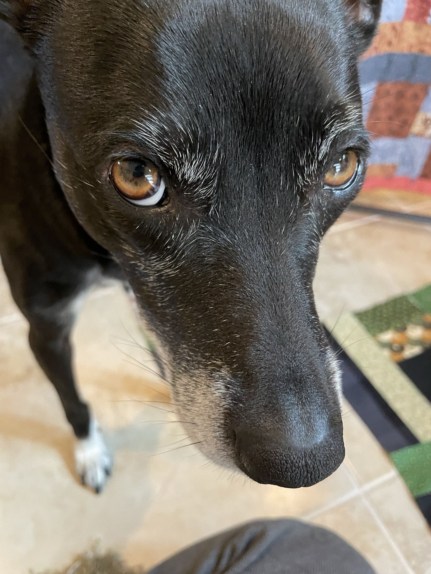 I moved the camera slightly to the left of the sample blocks and took this picture of my dog who is standing very close to me with a “What are you doing, loser?” type look on her face