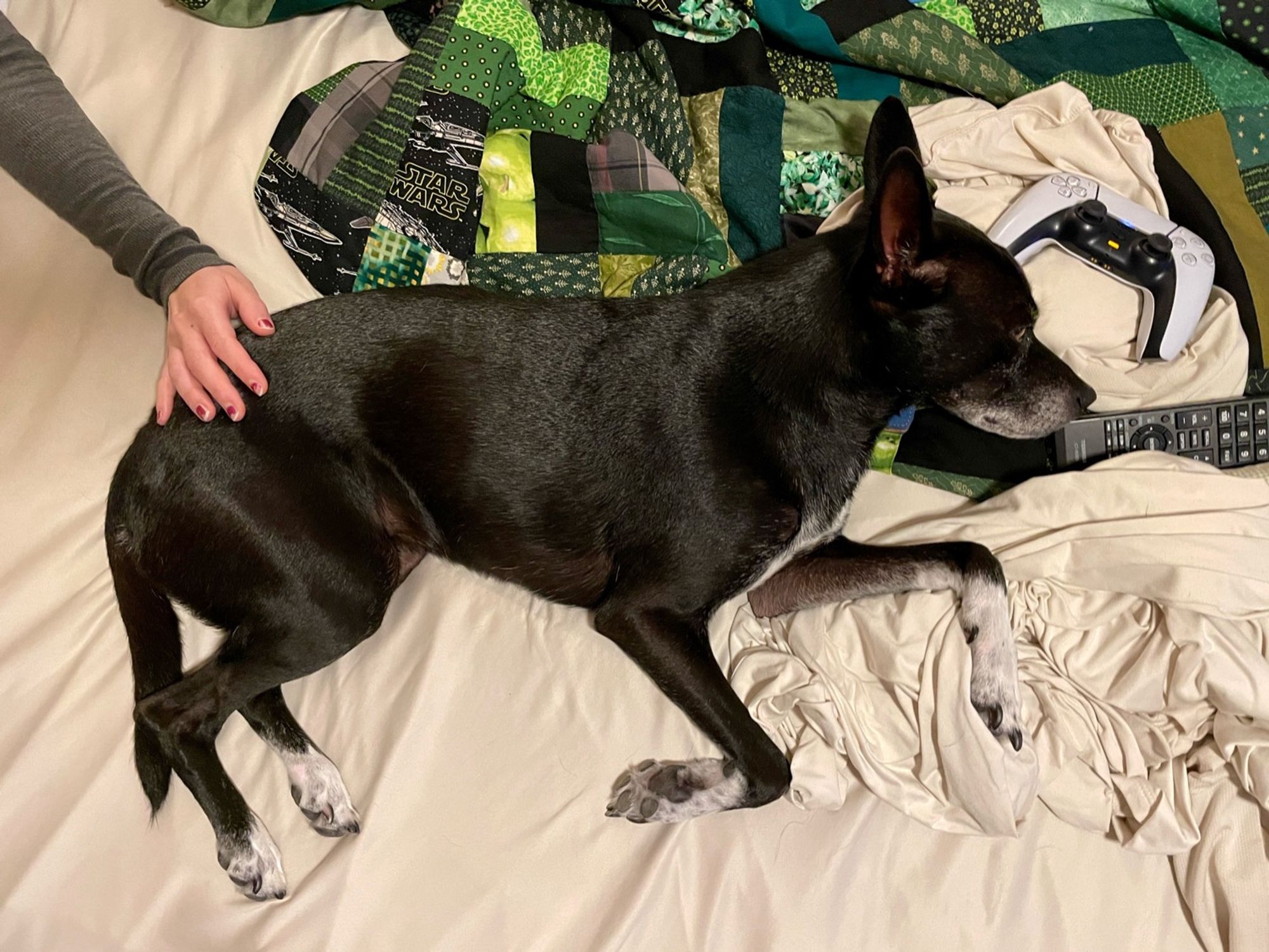 My all-black white socked/gray muzzled rat terrier, Luna, is laying on top of all my husband's belongings (phone is under her head like a pillow, nose pushed against tv remote, and head touching ps5 controller) because he will not lay in the bed. My hand is petting her lower back