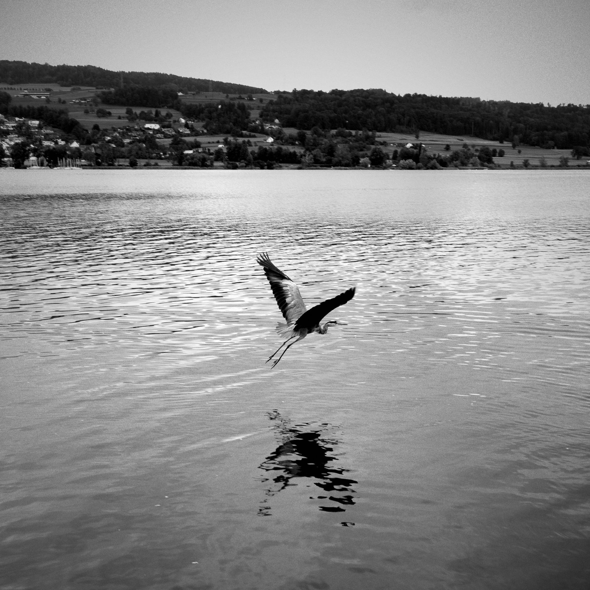 Fotografie in Schwarzweiß mit einer Ricoh GRIIIx. Man erkennt einen startenden Graureiher am Greifensee. Der Vogel spiegelt sich an der Wasserfläche.