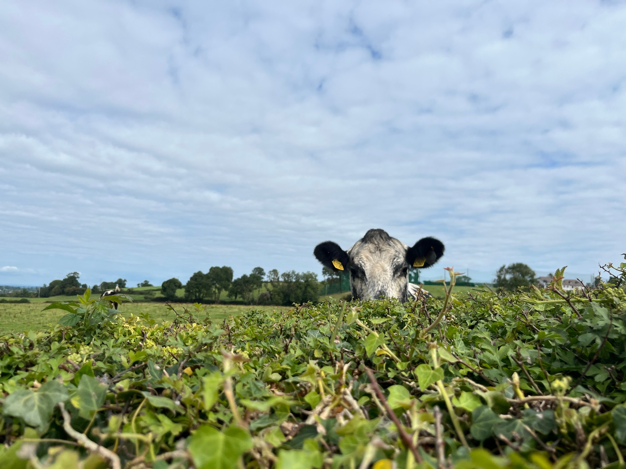 A cow saying hello over a hedge! 