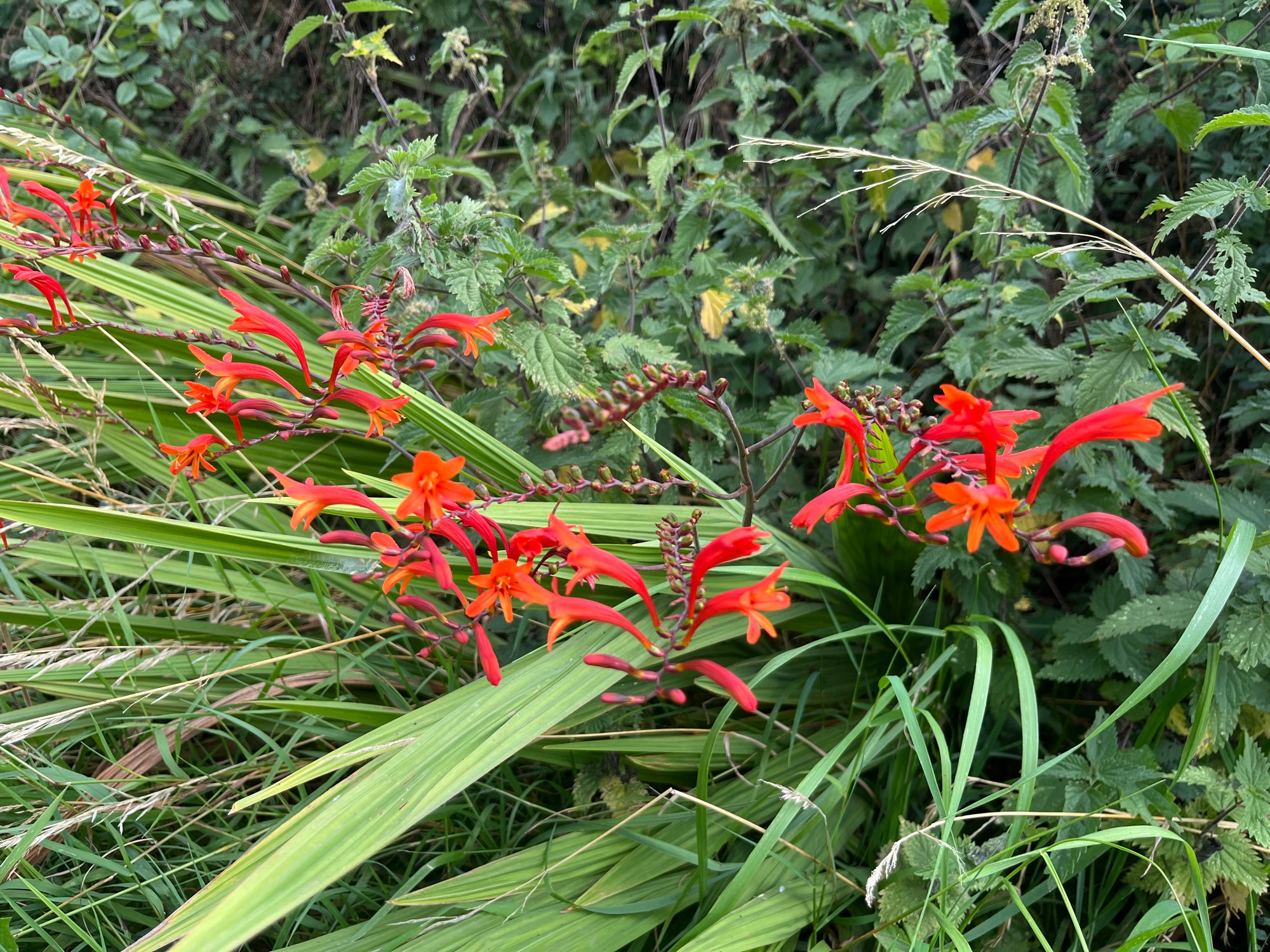 Red flowers on the side of a rural road. 