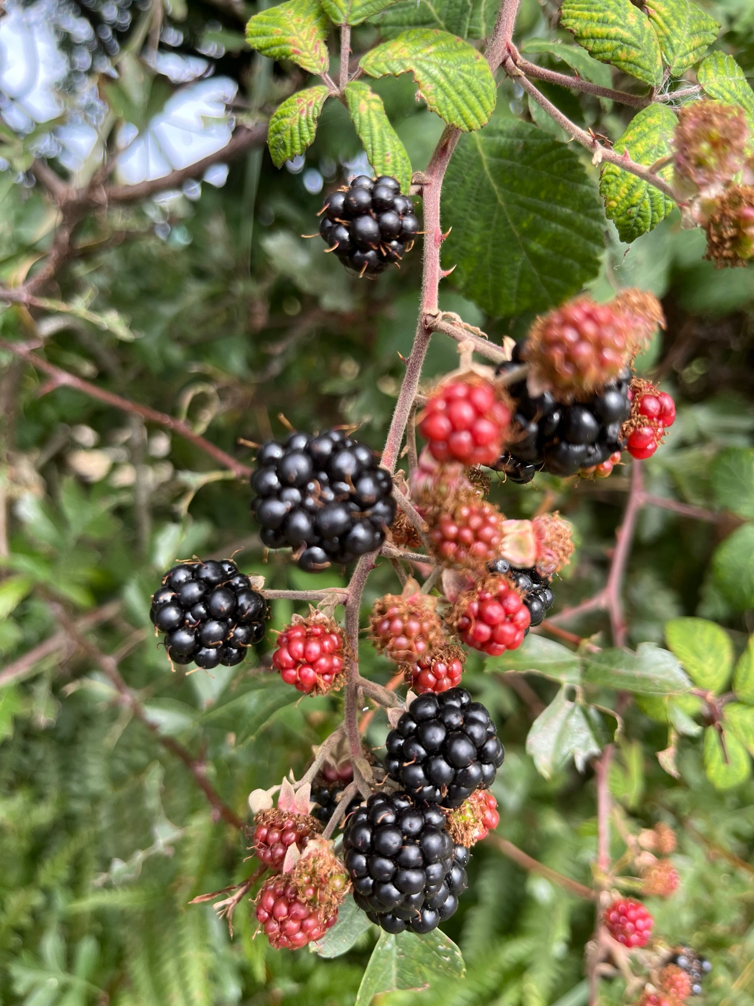 Blackberries.