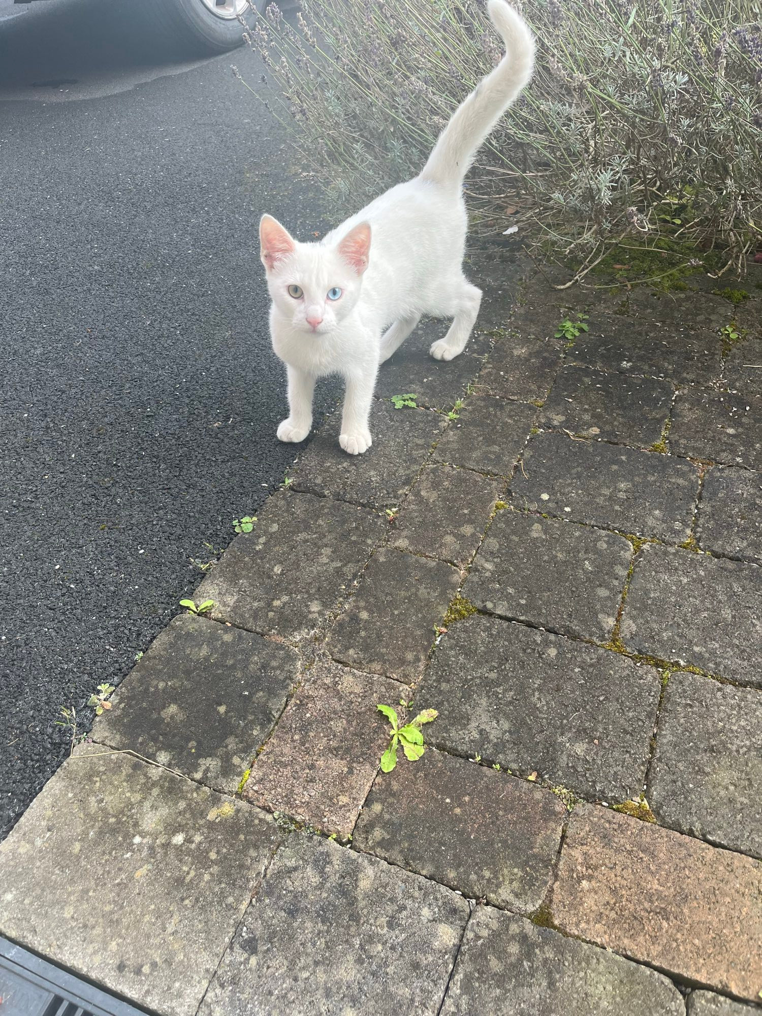 White kitten on my doorstep. He’s got one green and one blue eye. 