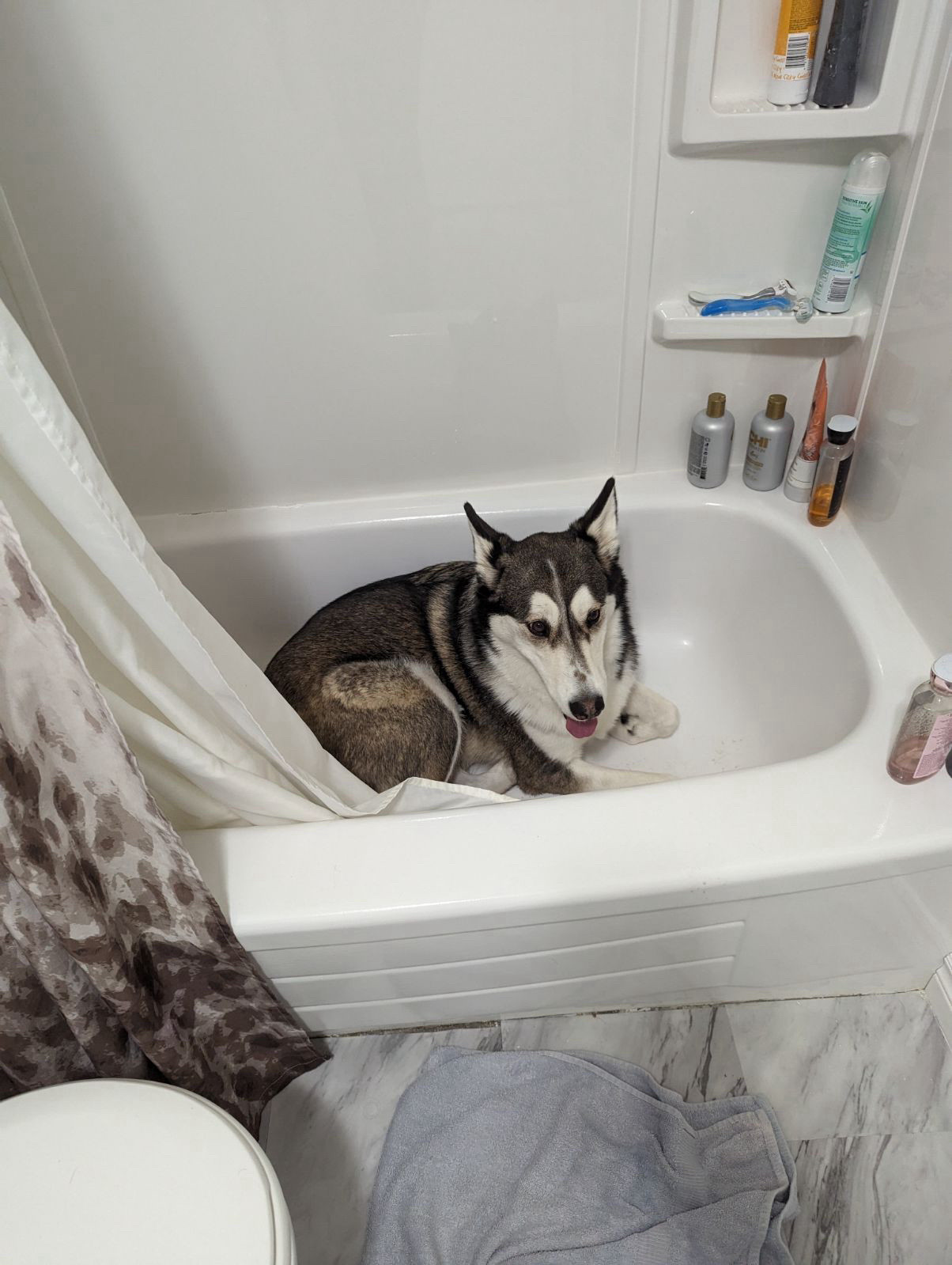 my husky mocha is hiding in the bathtub from the evil fireworks >:(