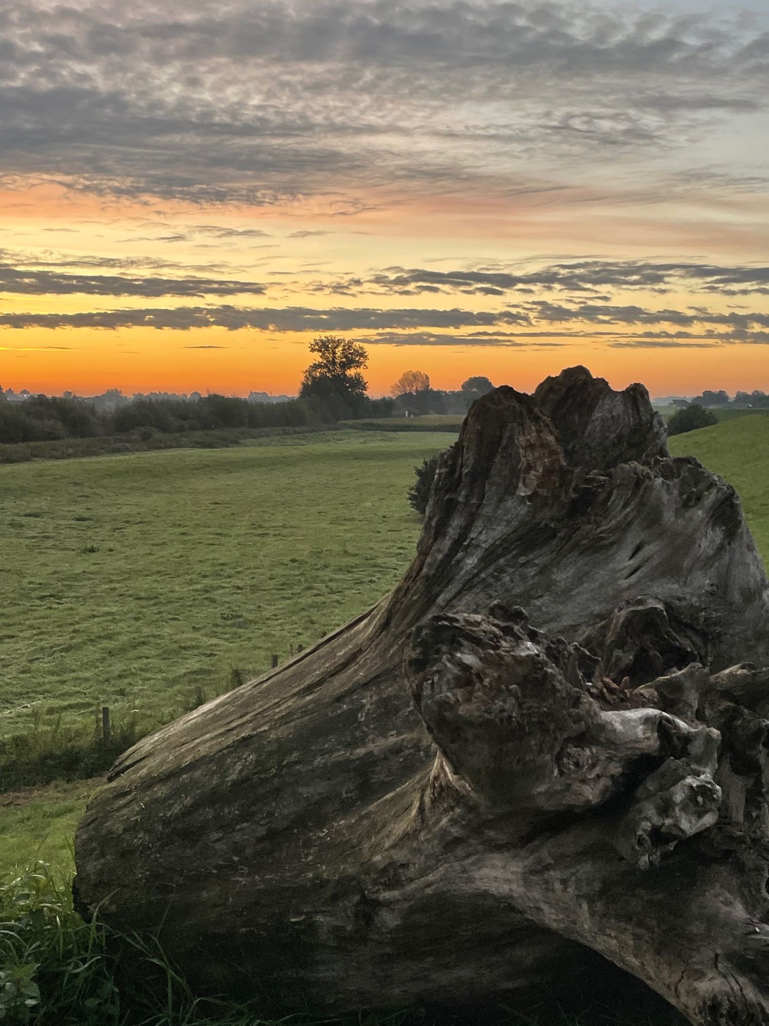 Zonsopkomst boven de Rijn, met lagen wolken die in verschillende kleuren worden belicht. Op de voorgrond een grote boomstronk die op de dijk ligt.