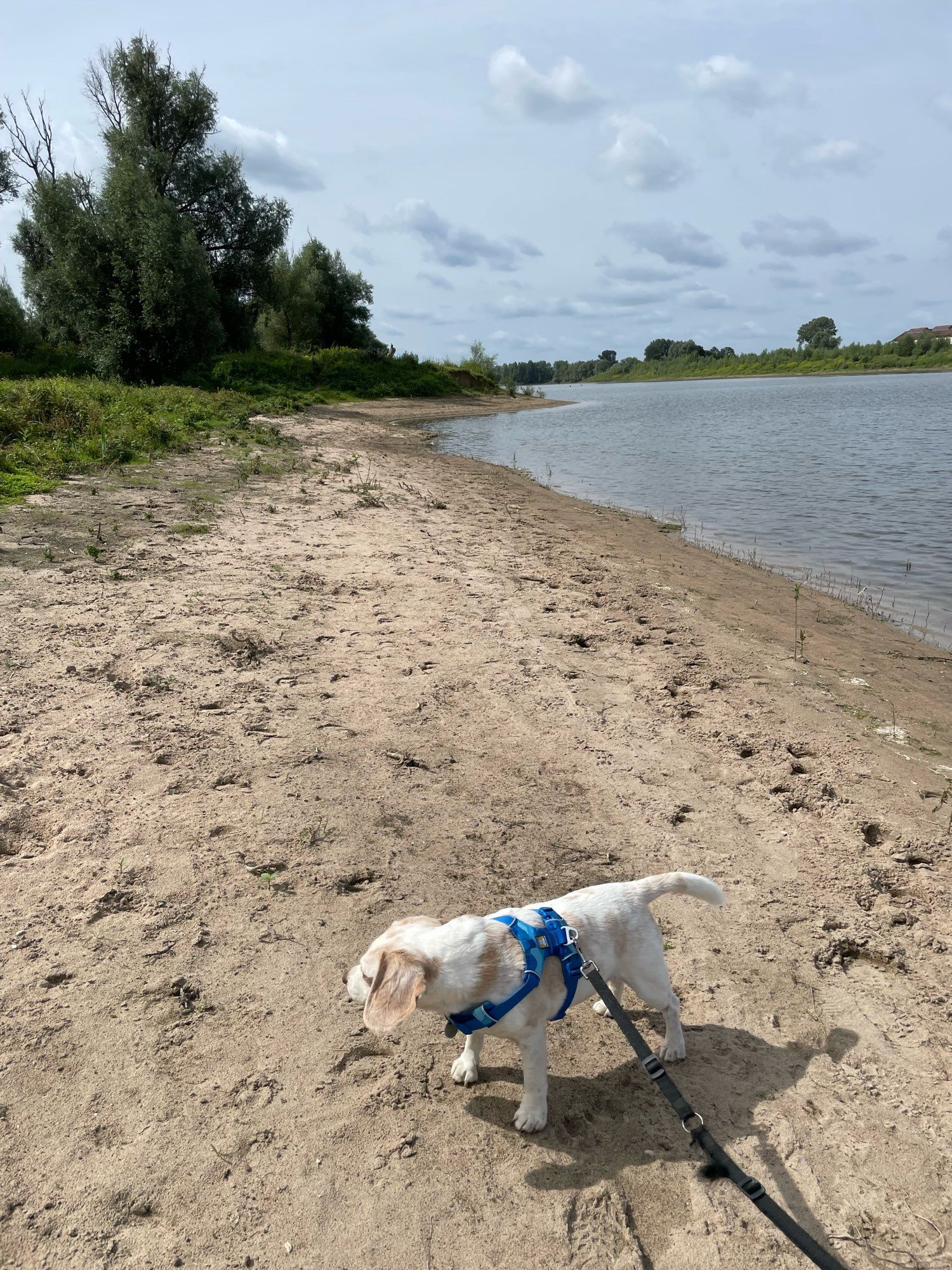 Joey de beagle loopt op het zand van een natuurwater in natuurgebied.